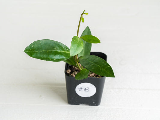 Hoya Elliptica | 2-Inch