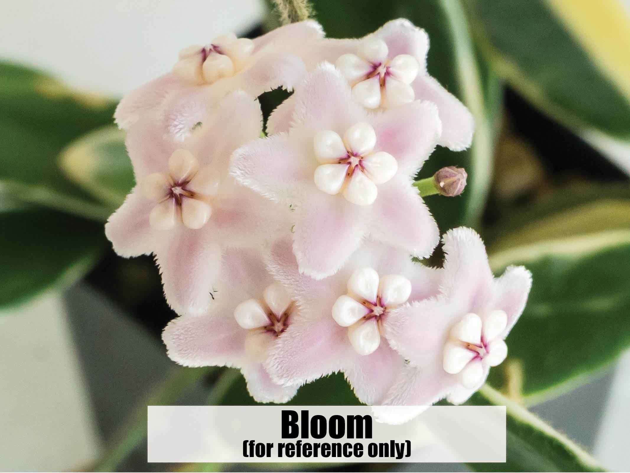 Hoya lyi 'Prism' (Pink Flower) | 2-Inch – Hoya Treasures