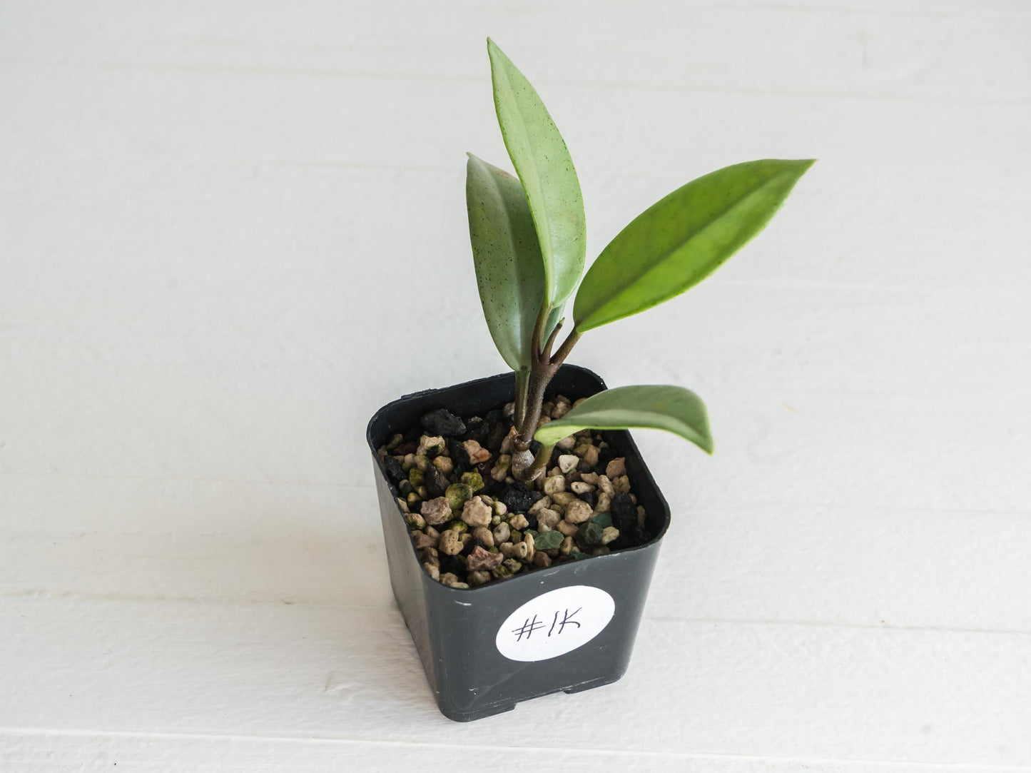Hoya carnosa 'Wilbur Graves' (Silver) | 2-Inch