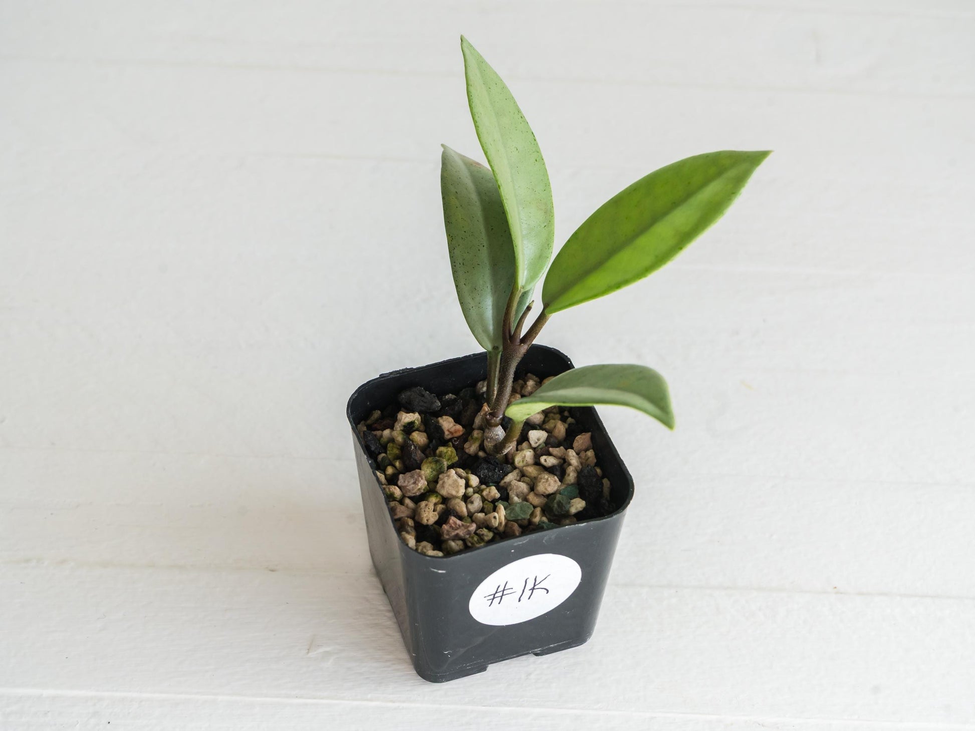 Hoya carnosa 'Wilbur Graves' (Silver) | 2-Inch