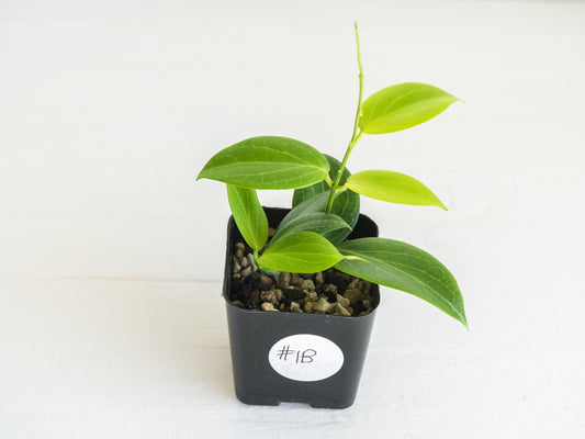 Hoya fitchii (Orange Flower) | 2-Inch