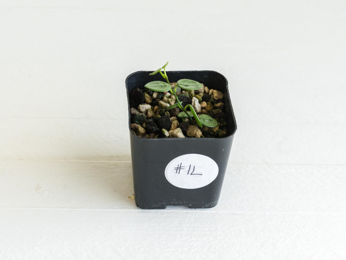 Hoya serpens (Silver) | 2-Inch