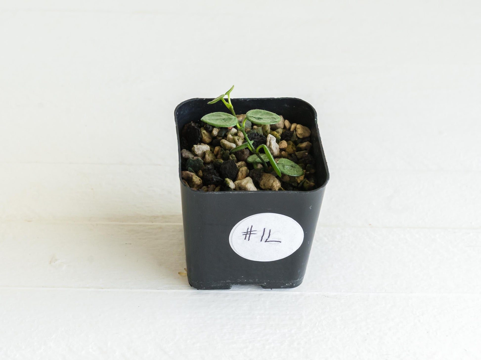 Hoya serpens (Silver) | 2-Inch