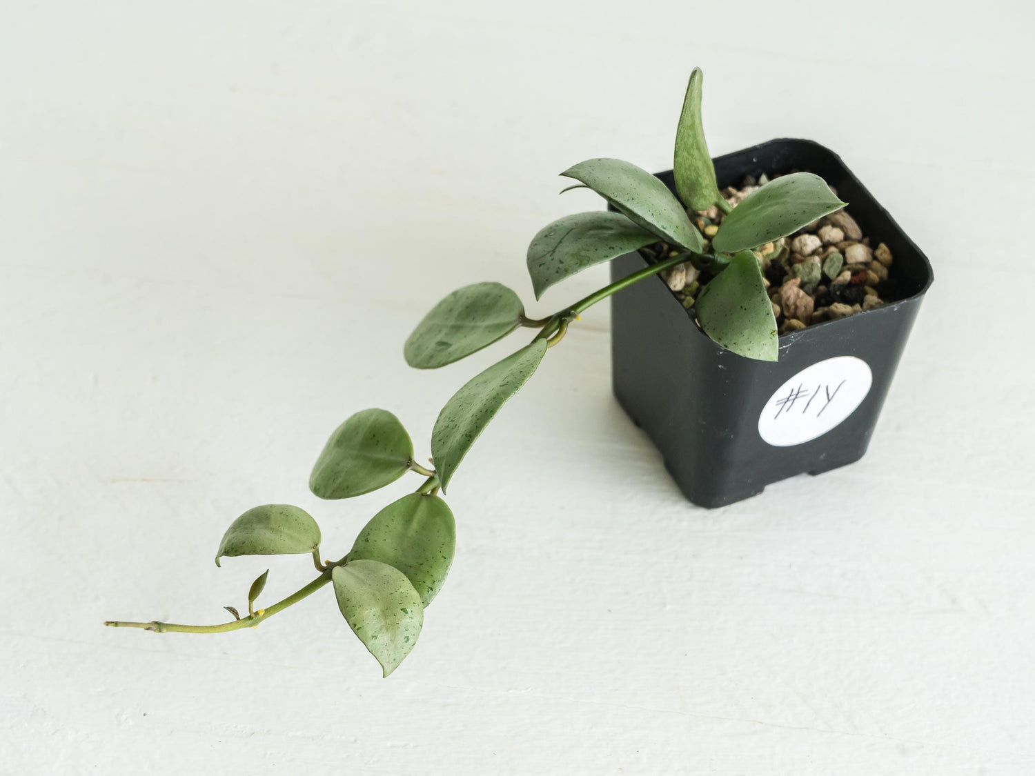 Hoya lacunosa 'Silver Mint Coin' | 2-Inch