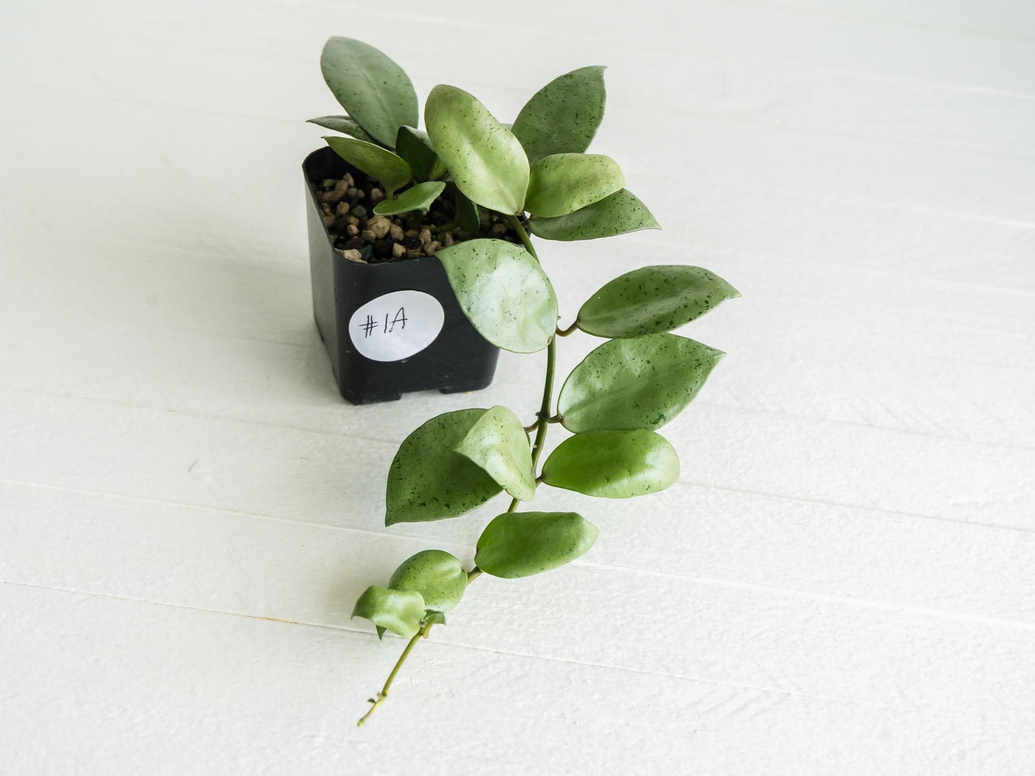 Hoya lacunosa 'Silver Mint Coin' | 2-Inch