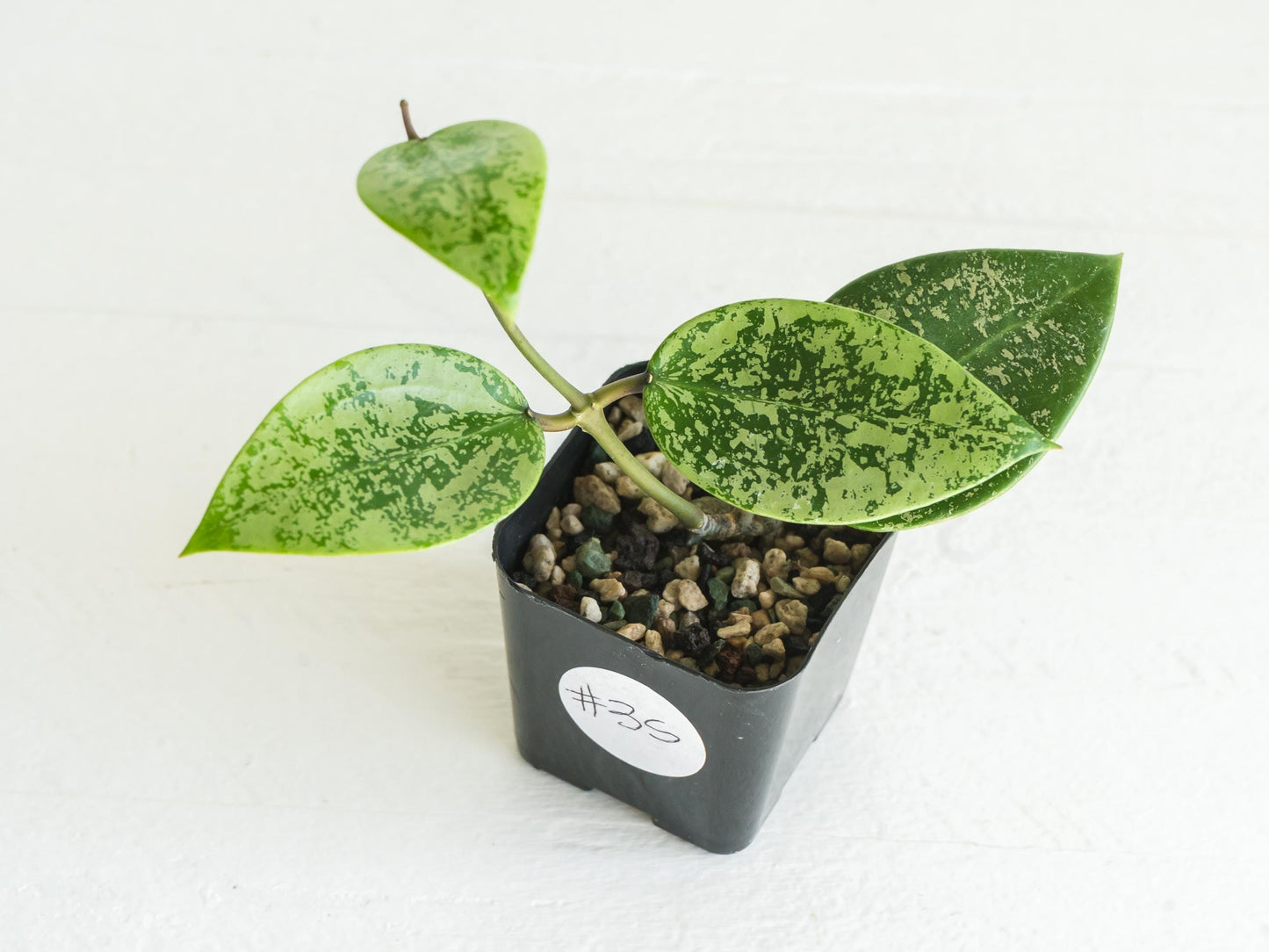 Hoya verticillata (EPC-997) | 2-Inch