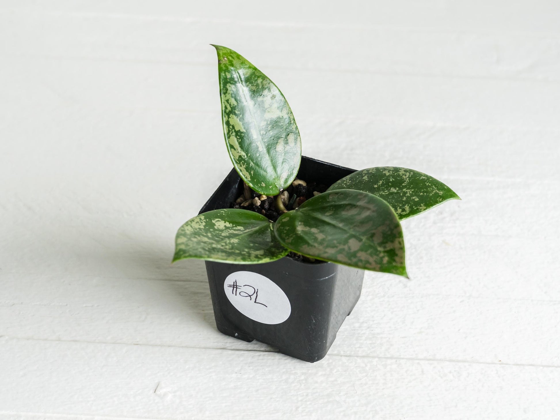 Hoya verticillata (EPC-997) | 2-Inch