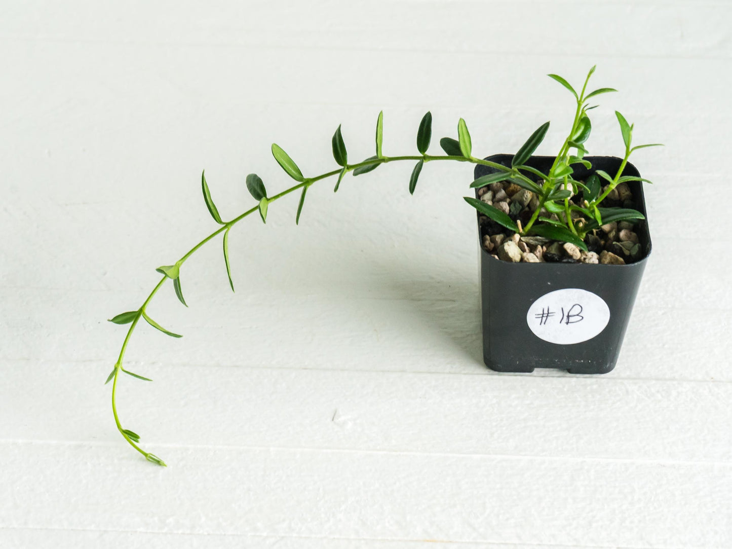 Hoya engleriana (Vietnam) | 2-Inch