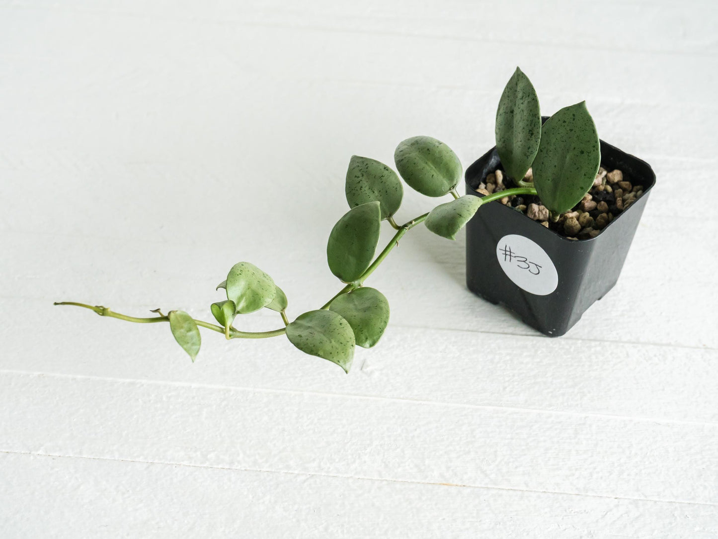 Hoya lacunosa 'Silver Mint Coin' | 2-Inch