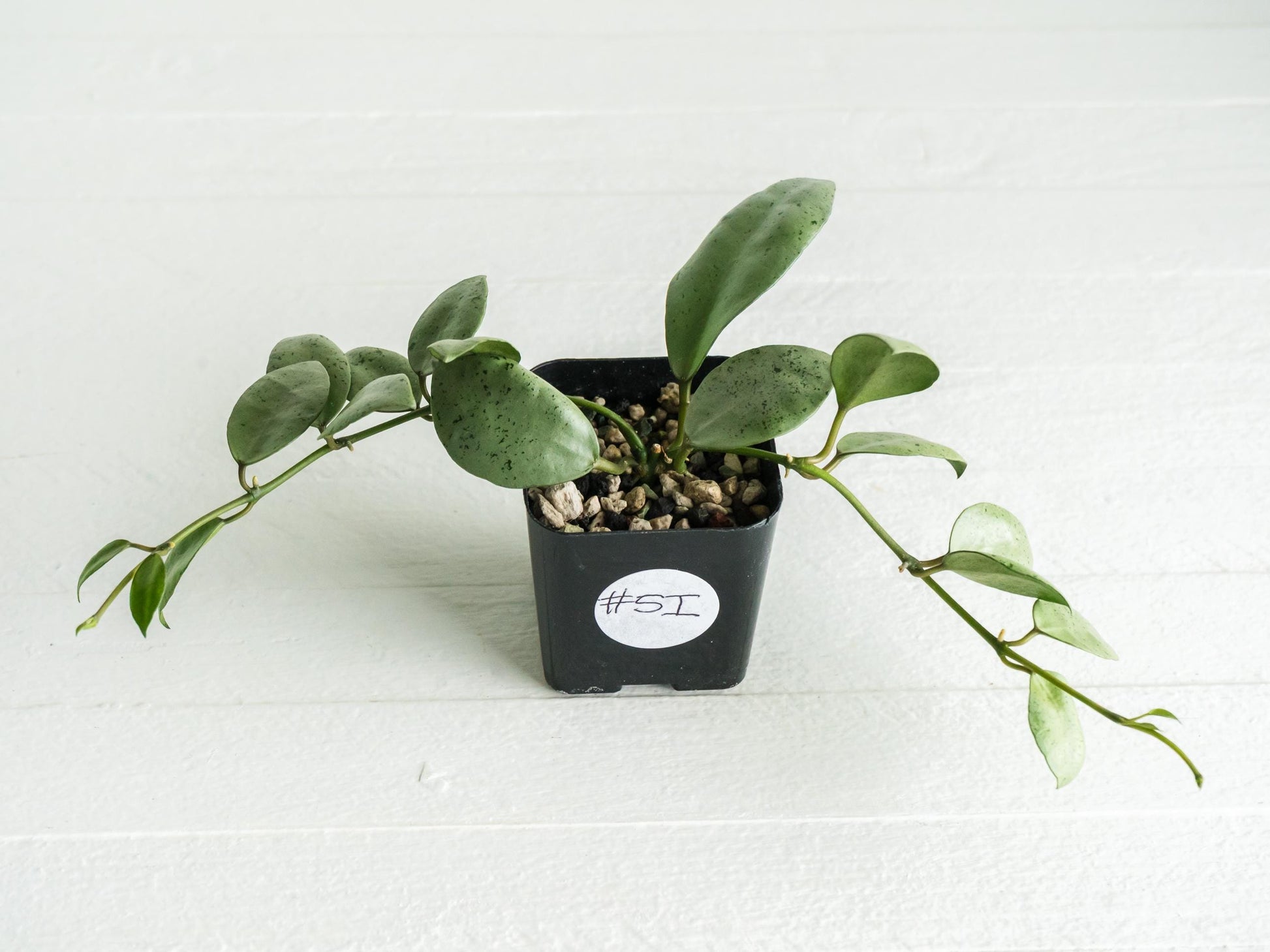 Hoya lacunosa 'Silver Mint Coin' | 2-Inch