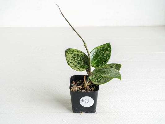 Hoya verticillata (EPC-997) | 2-Inch