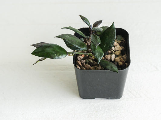 Hoya krohniana 'Black' | 2-Inch