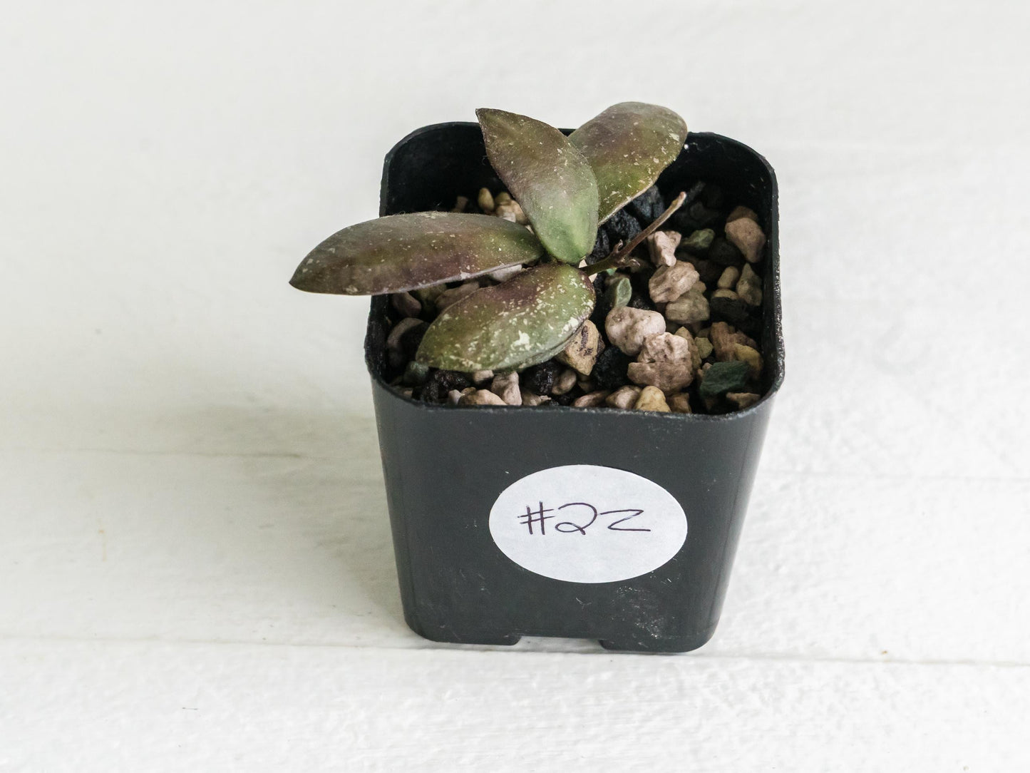 Hoya sigillatis 'Alas River' | 2-Inch