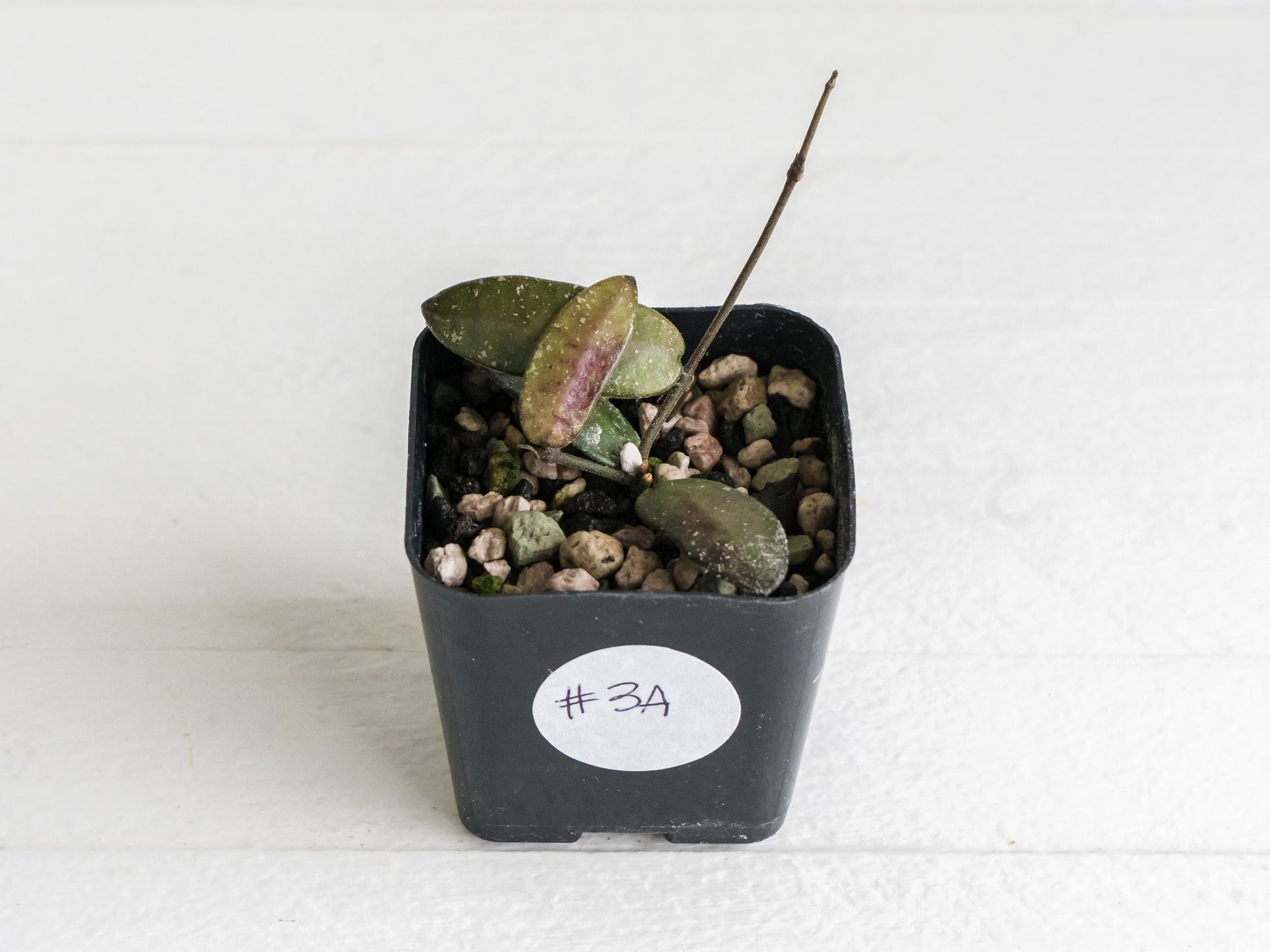 Hoya sigillatis 'Alas River' | 2-Inch