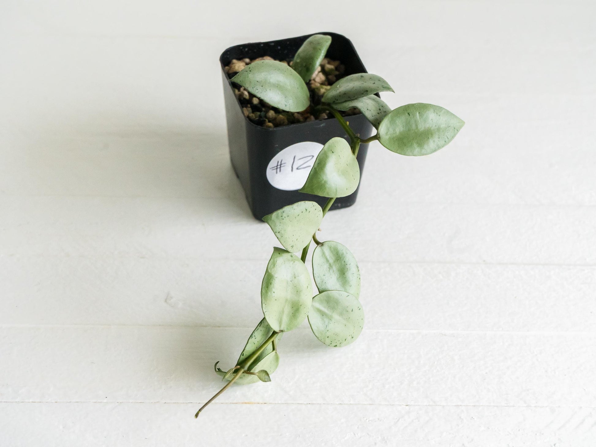 Hoya lacunosa 'Silver Mint Coin' | 2-Inch