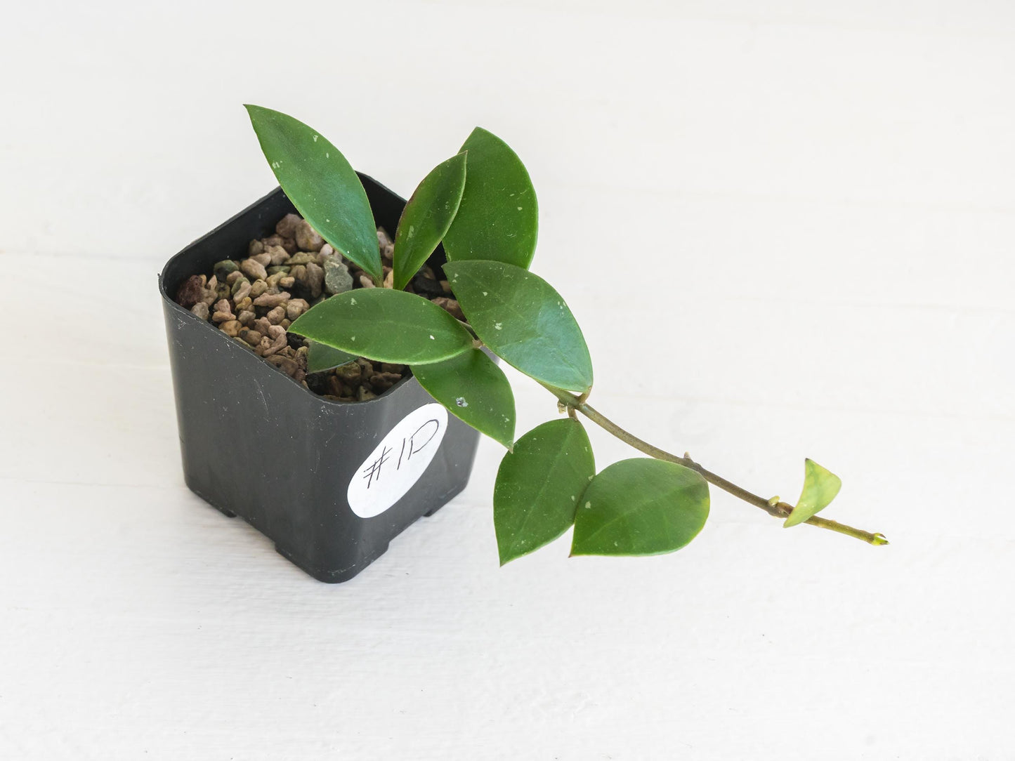 Hoya sipitangensis | 2-Inch