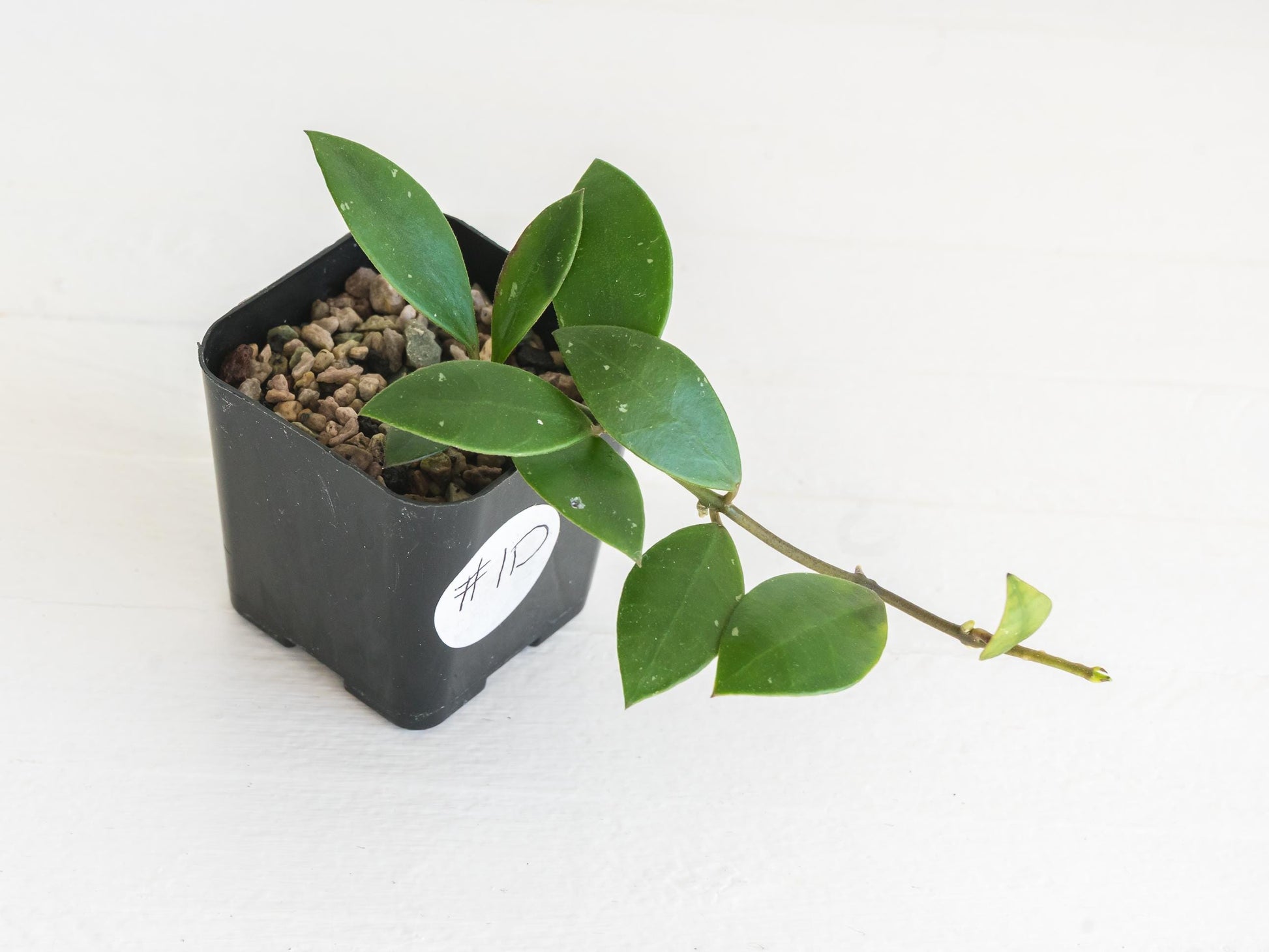Hoya sipitangensis | 2-Inch