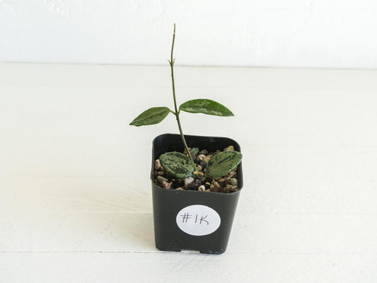 Hoya lima (Splash) | 2-Inch