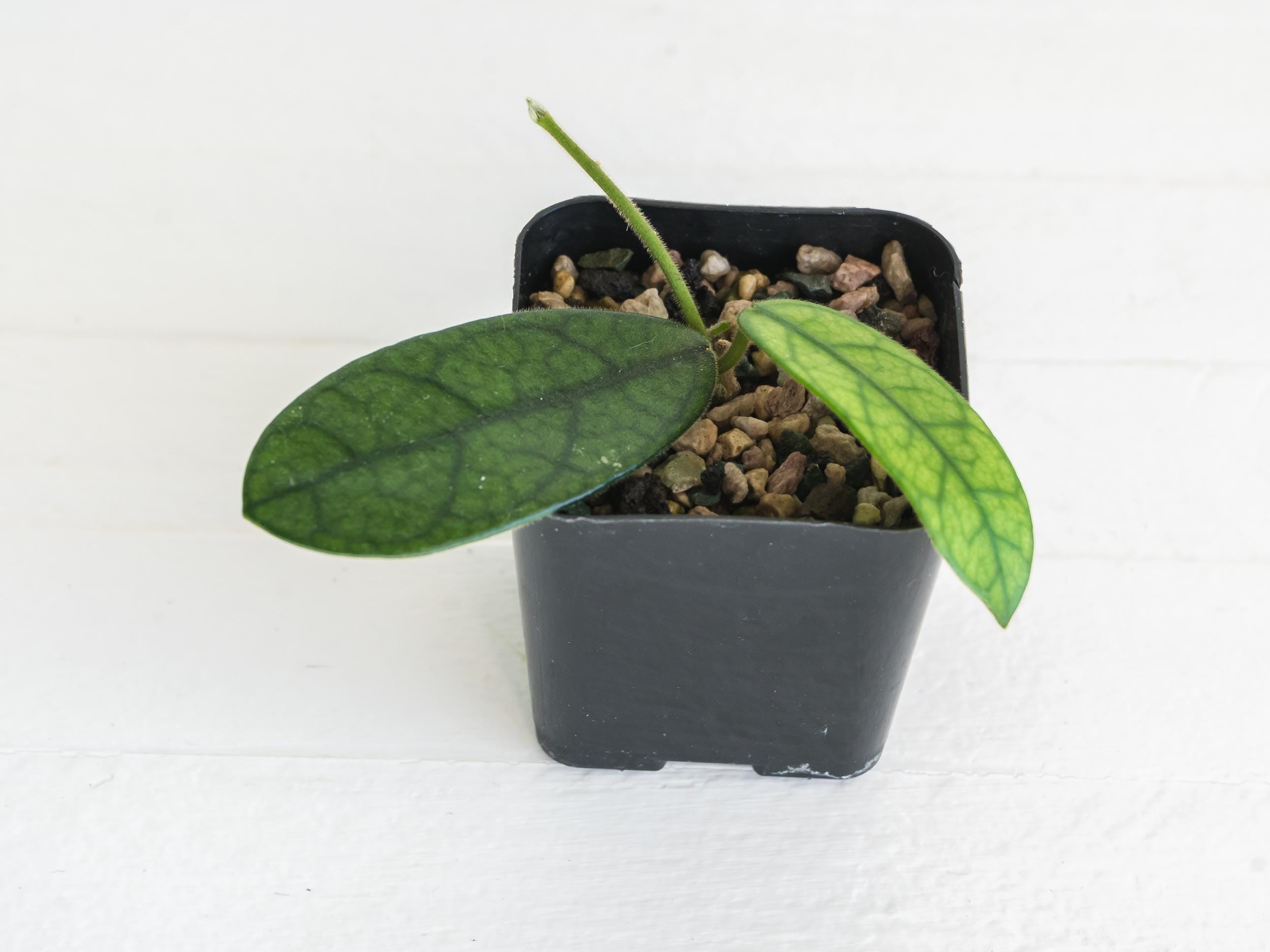 Hoya sichuanensis / lyi NOID | 2-Inch – Hoya Treasures