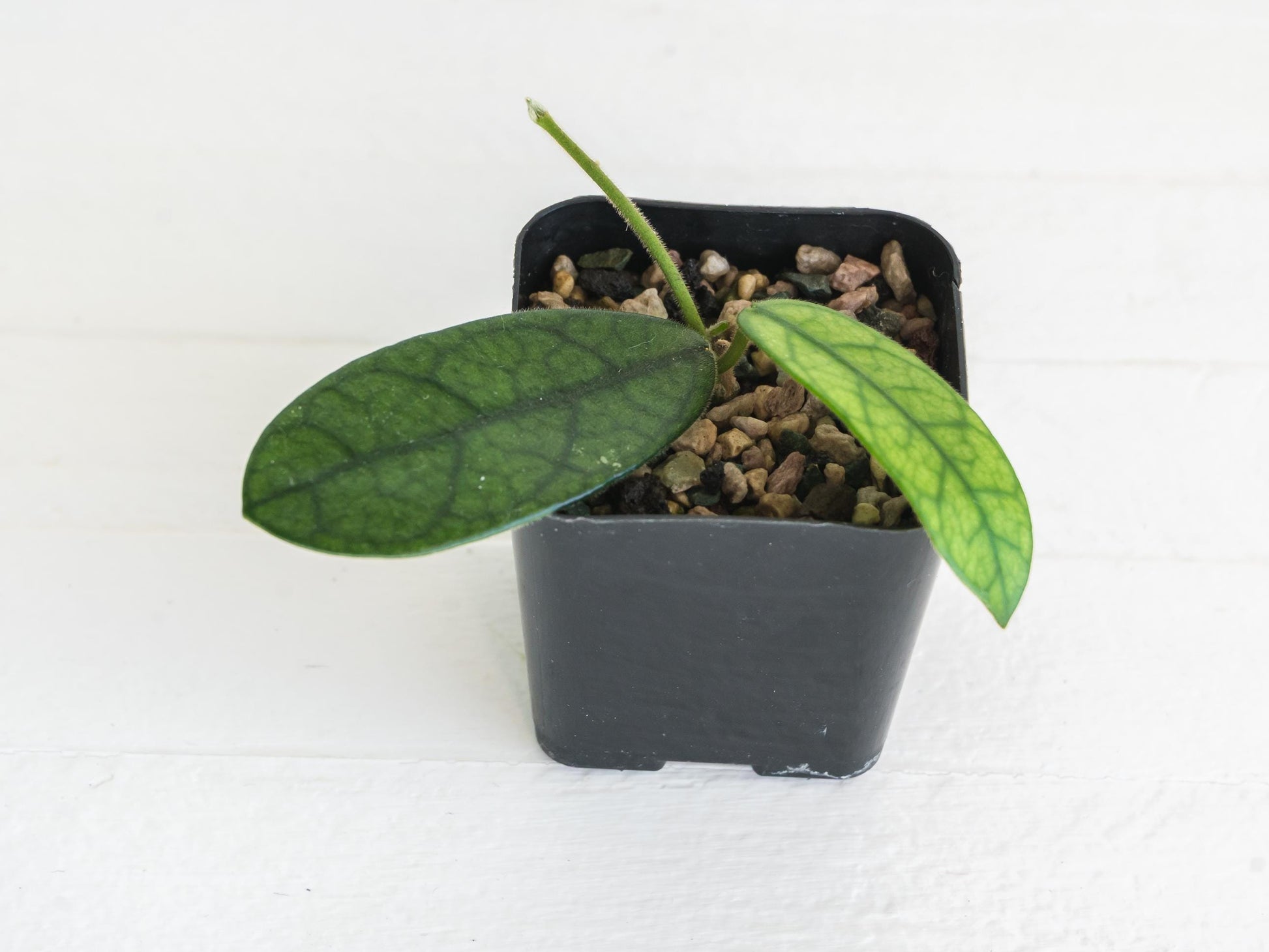 Hoya sichuanensis / lyi NOID | 2-Inch