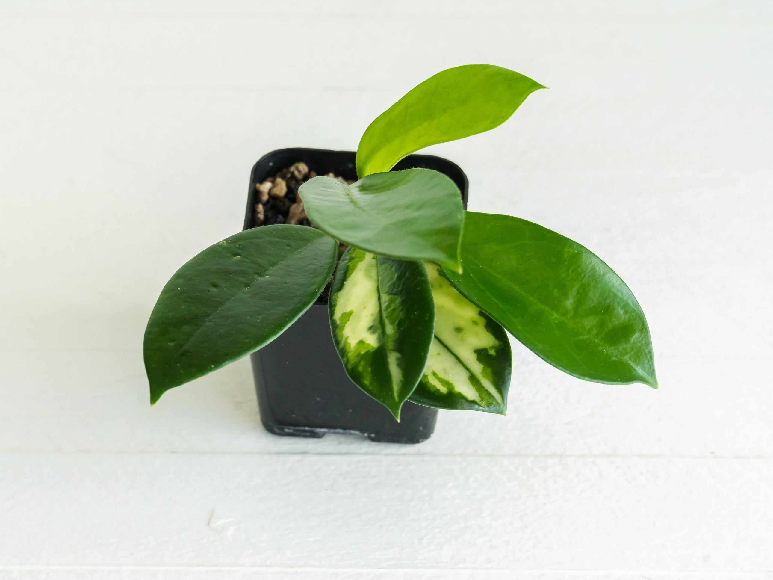 Reverted Hoya carnosa 'Madara Green Edge' | 2-Inch – Hoya Treasures
