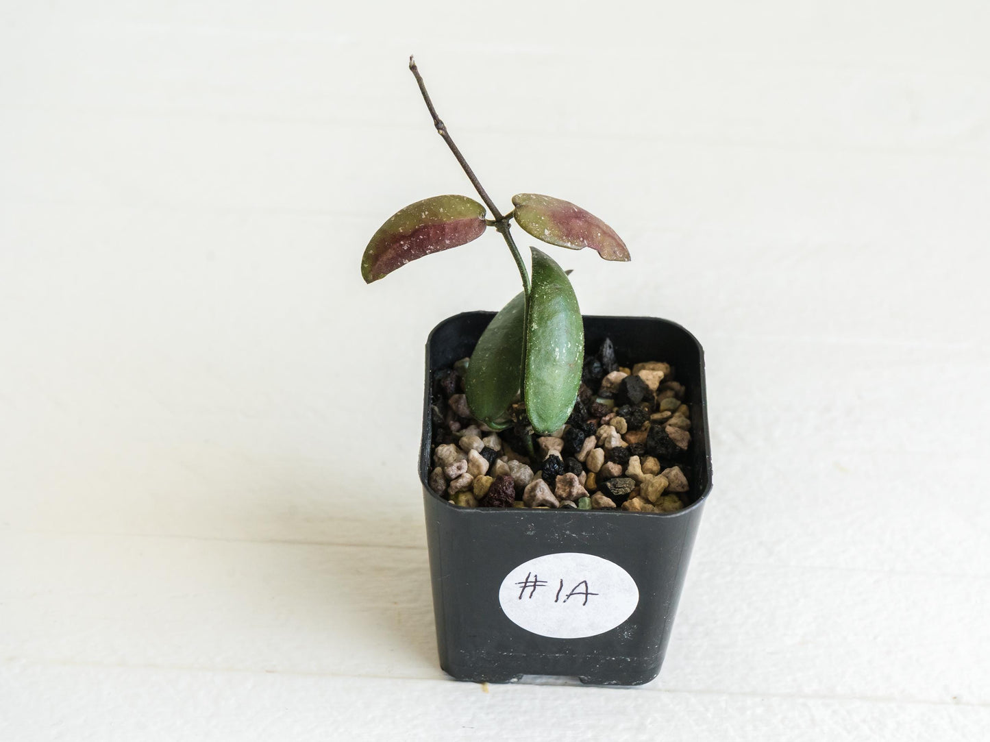 Hoya sigillatis 'Alas River' | 2-Inch