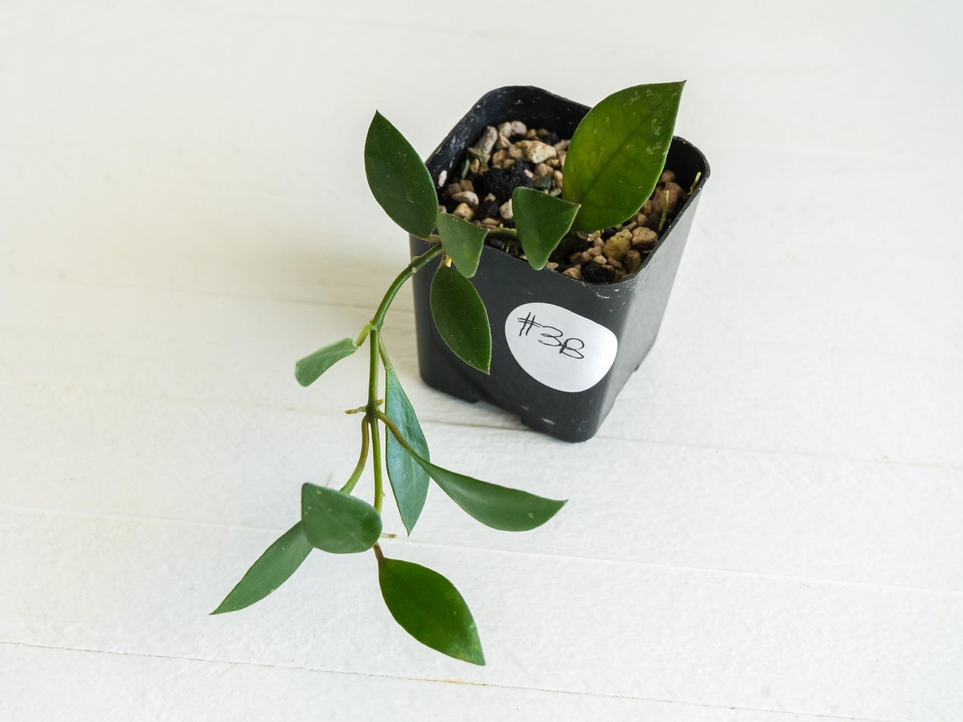 Hoya sipitangensis | 2-Inch