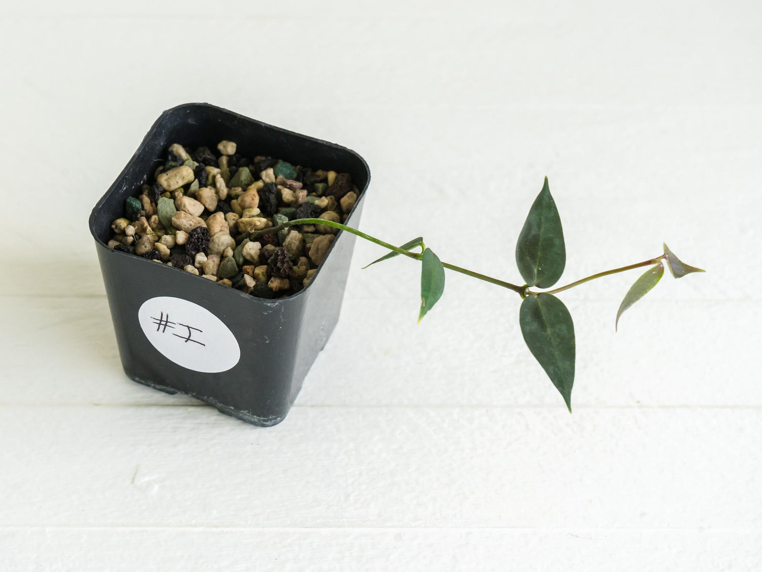 Hoya carrii (NS13-064) | 2-Inch