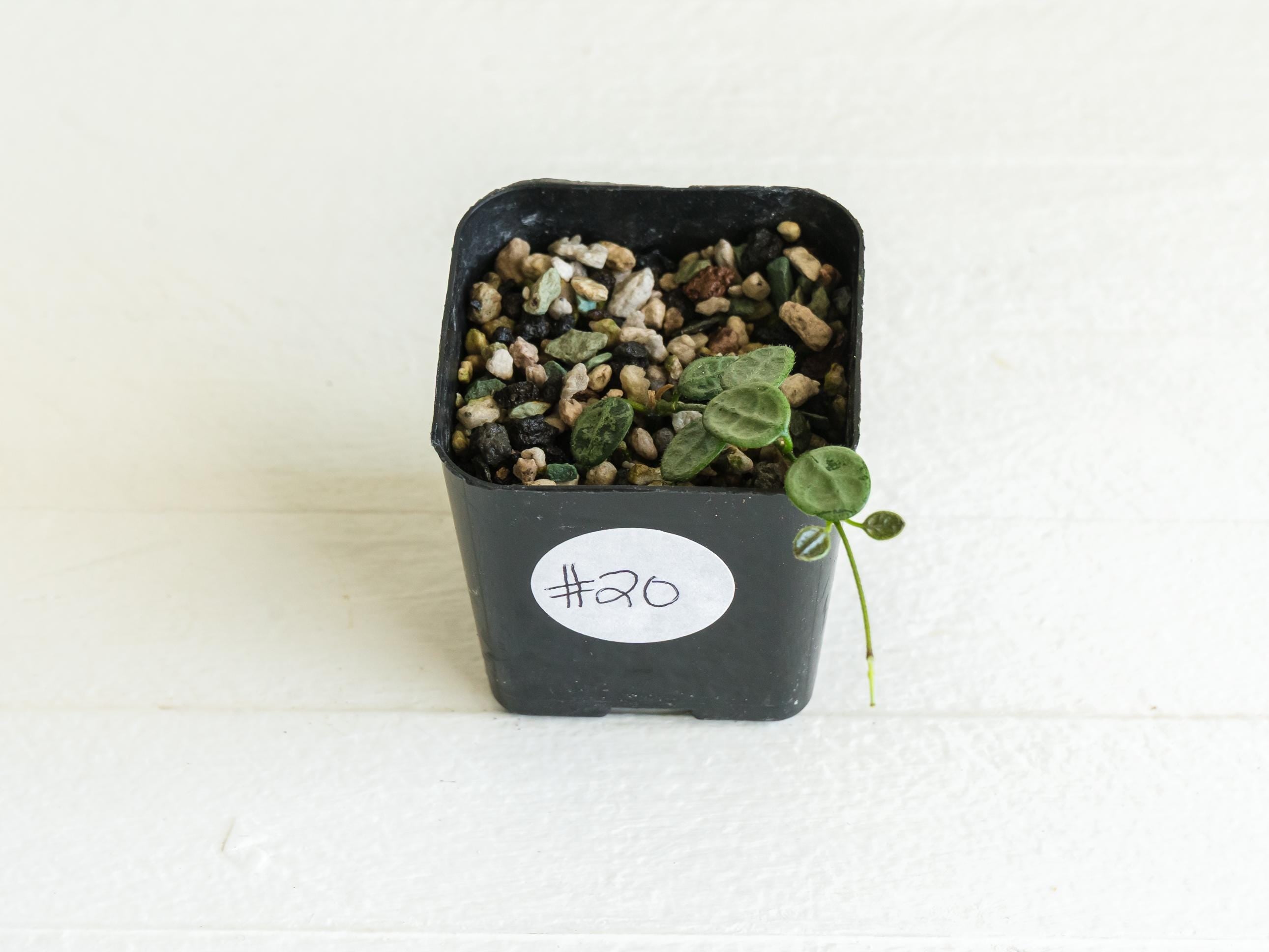 Hoya serpens (Silver) | 2-Inch – Hoya Treasures