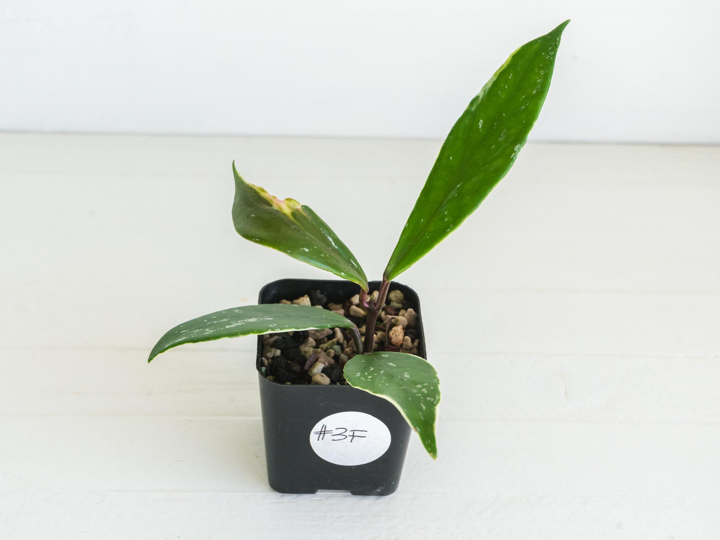 Hoya pubicalyx (Albo, Low Splash) | 2-Inch