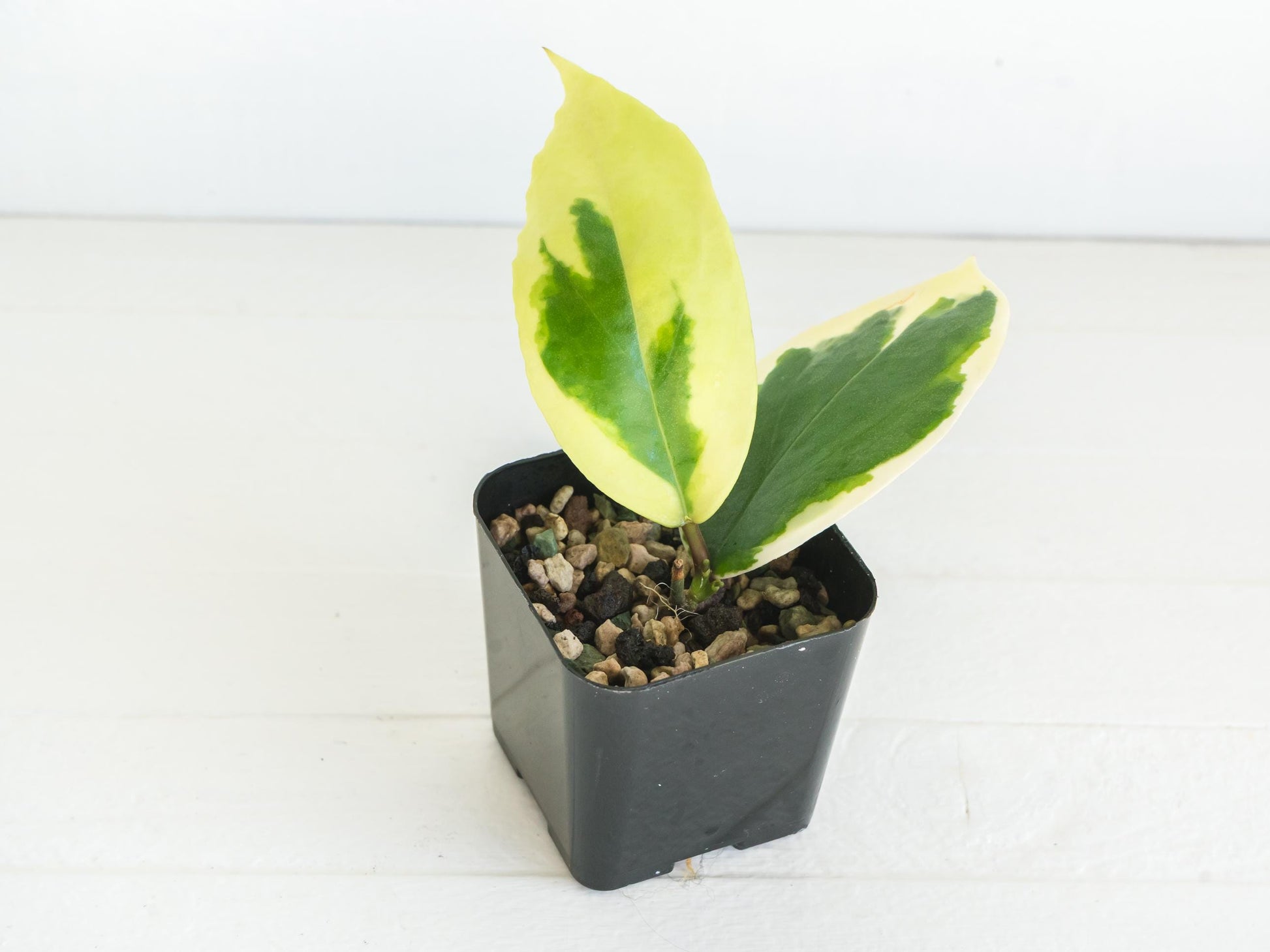 Hoya ilagiorum (Albo) | 2-Inch
