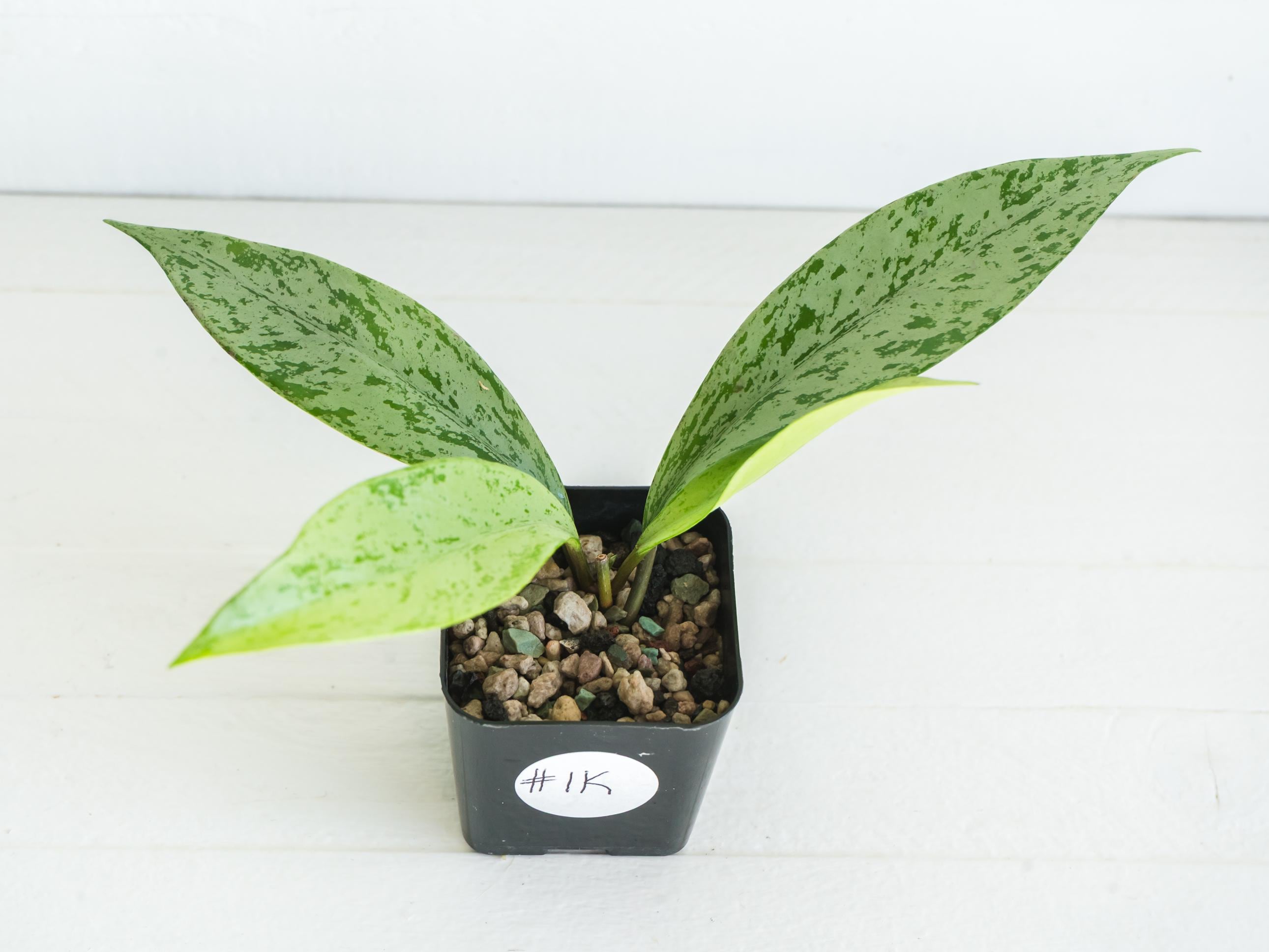 その他観葉植物 Hoya pubicalyx 'Pink Silver Ghost' Hoya pubicalyx 'Pink Silver Ghost' | 2-Inch – Hoya Treasures