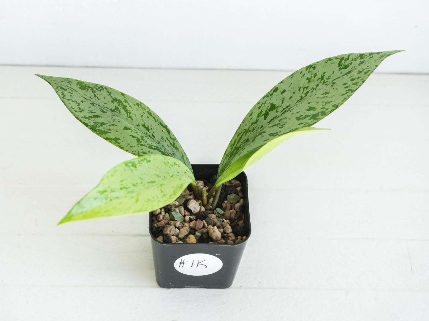 Hoya pubicalyx 'Pink Silver Ghost' | 2-Inch