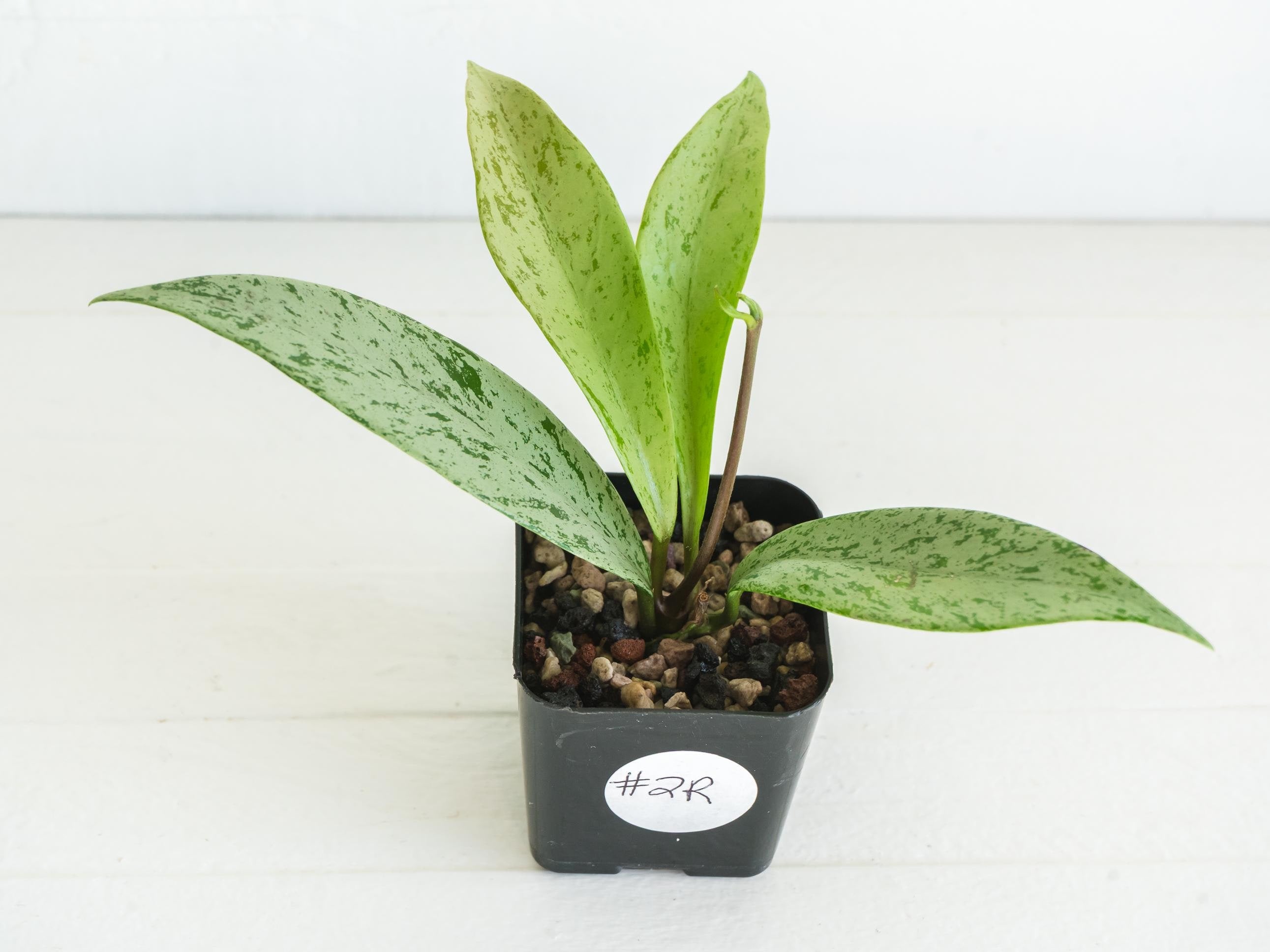 Hoya pubicalyx 'Pink Silver Ghost' | 2-Inch – Hoya Treasures