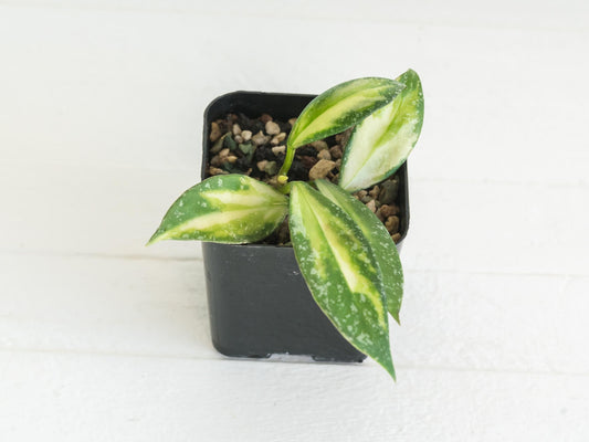 Hoya nabawanensis (Inner Variegated) | 2-Inch