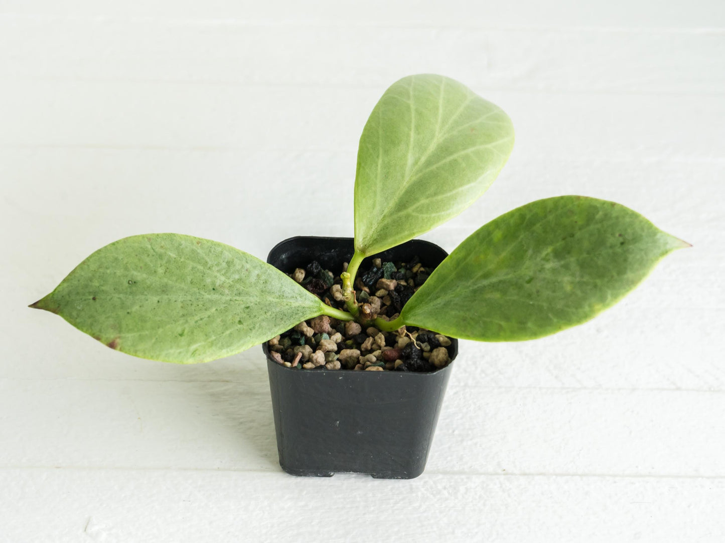 Hoya 'Rowena' (Hoya 'Sunrise' x obovata) | 2-Inch