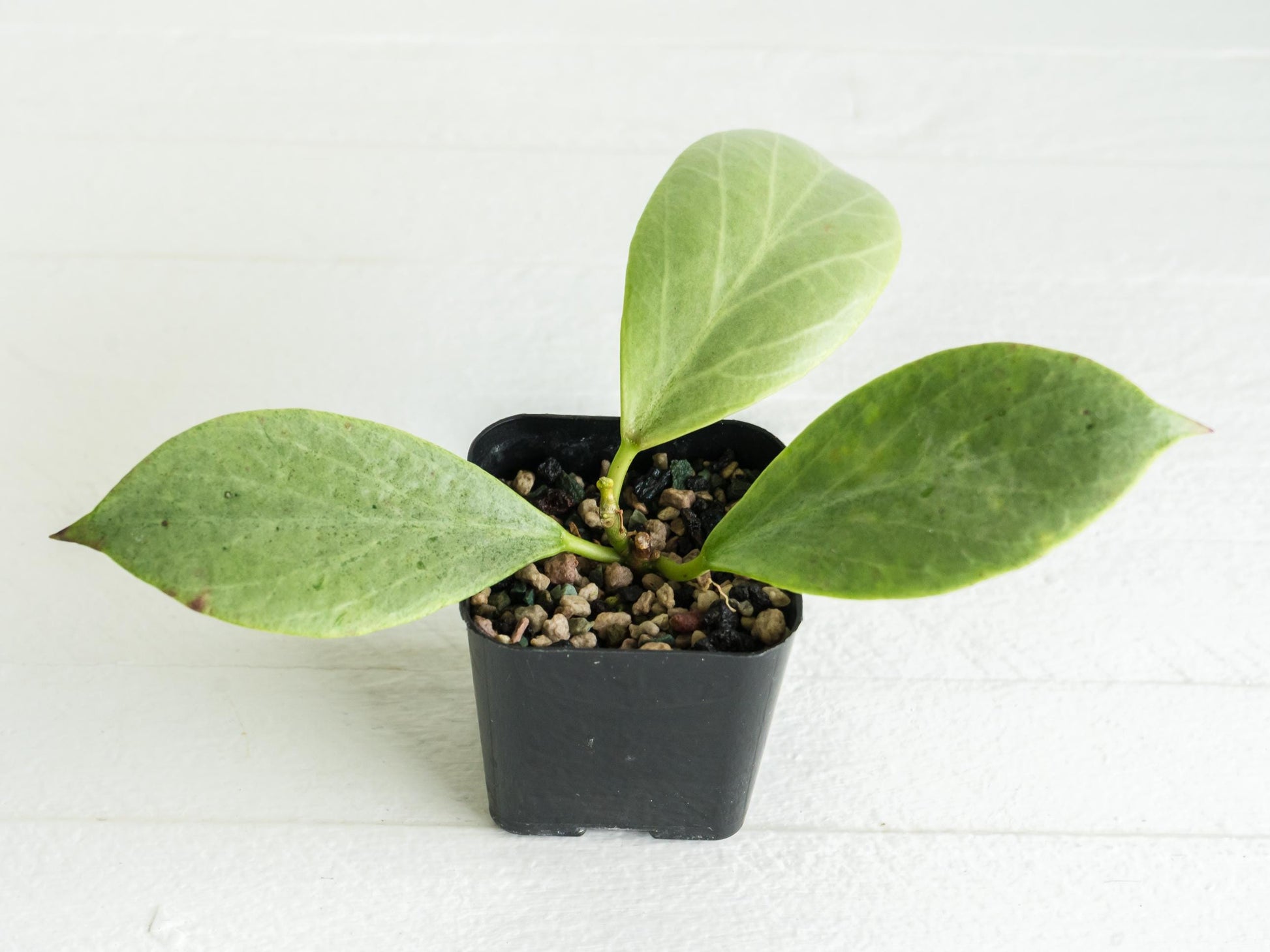 Hoya 'Rowena' (Hoya 'Sunrise' x obovata) | 2-Inch