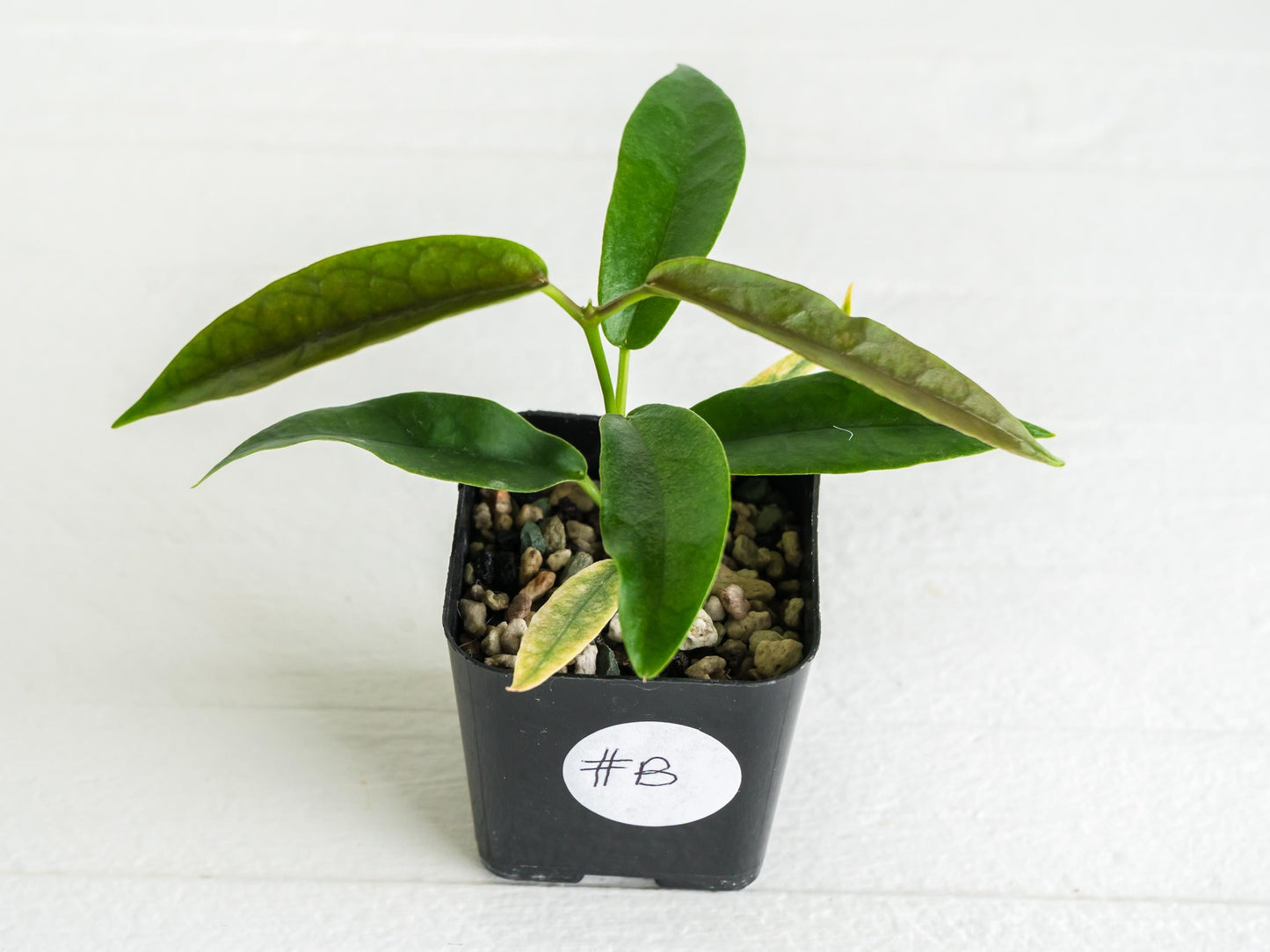 Hoya archboldiana (Albo - Outer Variegated) | 2-Inch