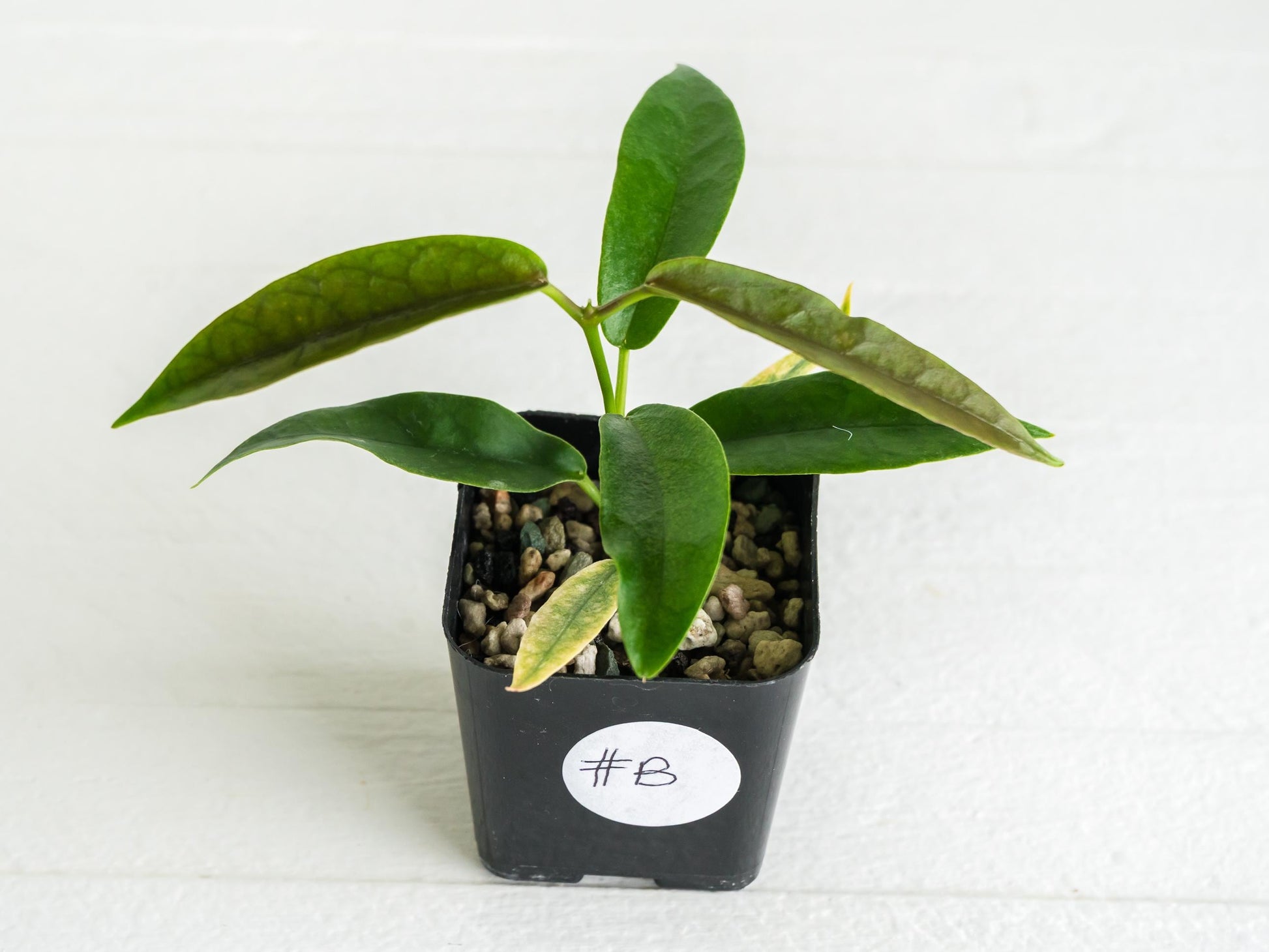 Hoya archboldiana (Albo - Outer Variegated) | 2-Inch