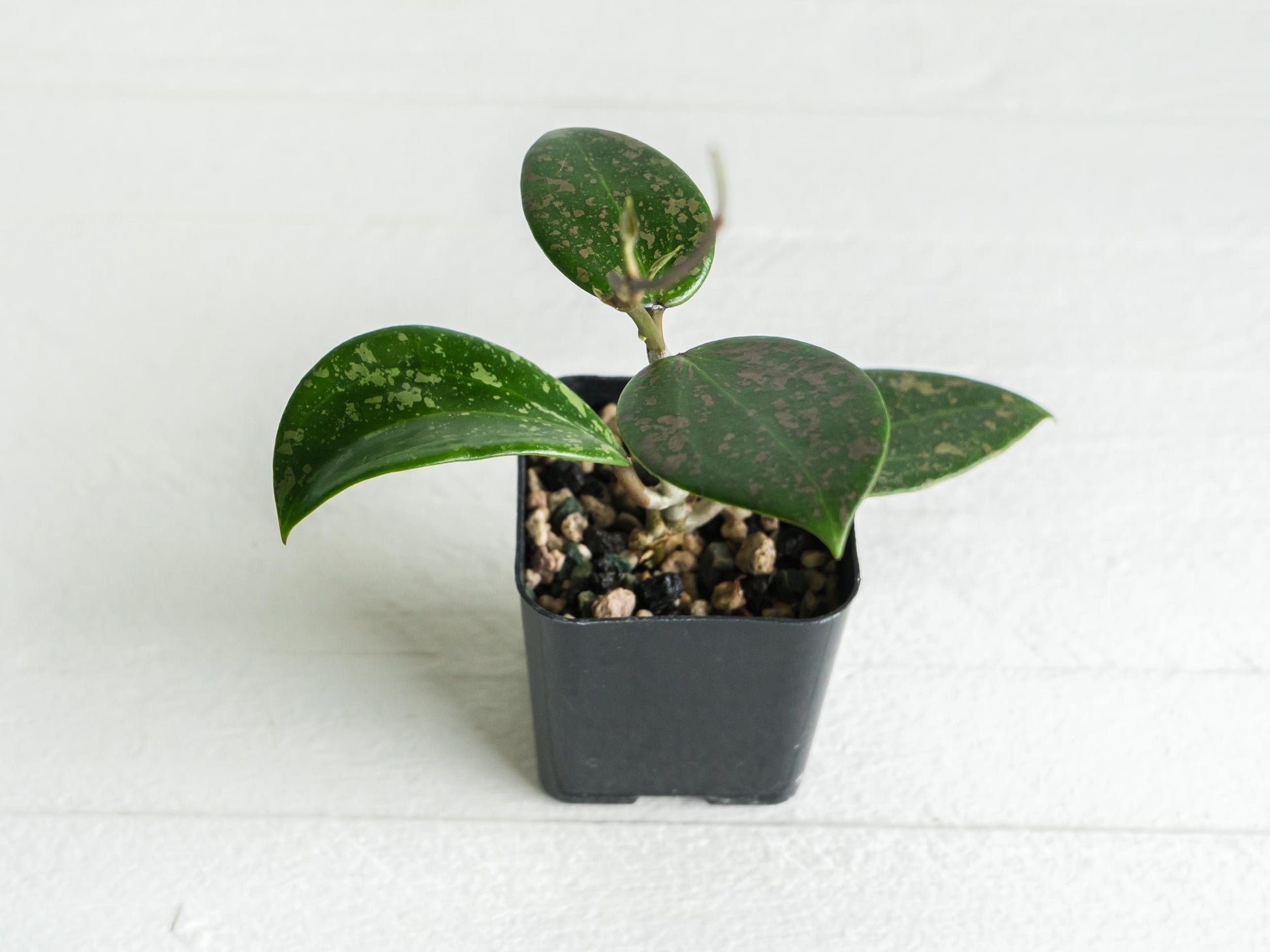 Hoya 'Neon Pink' (DMW-001-N) [verticillata (fka. wibergiae) x unknown] | 2-Inch