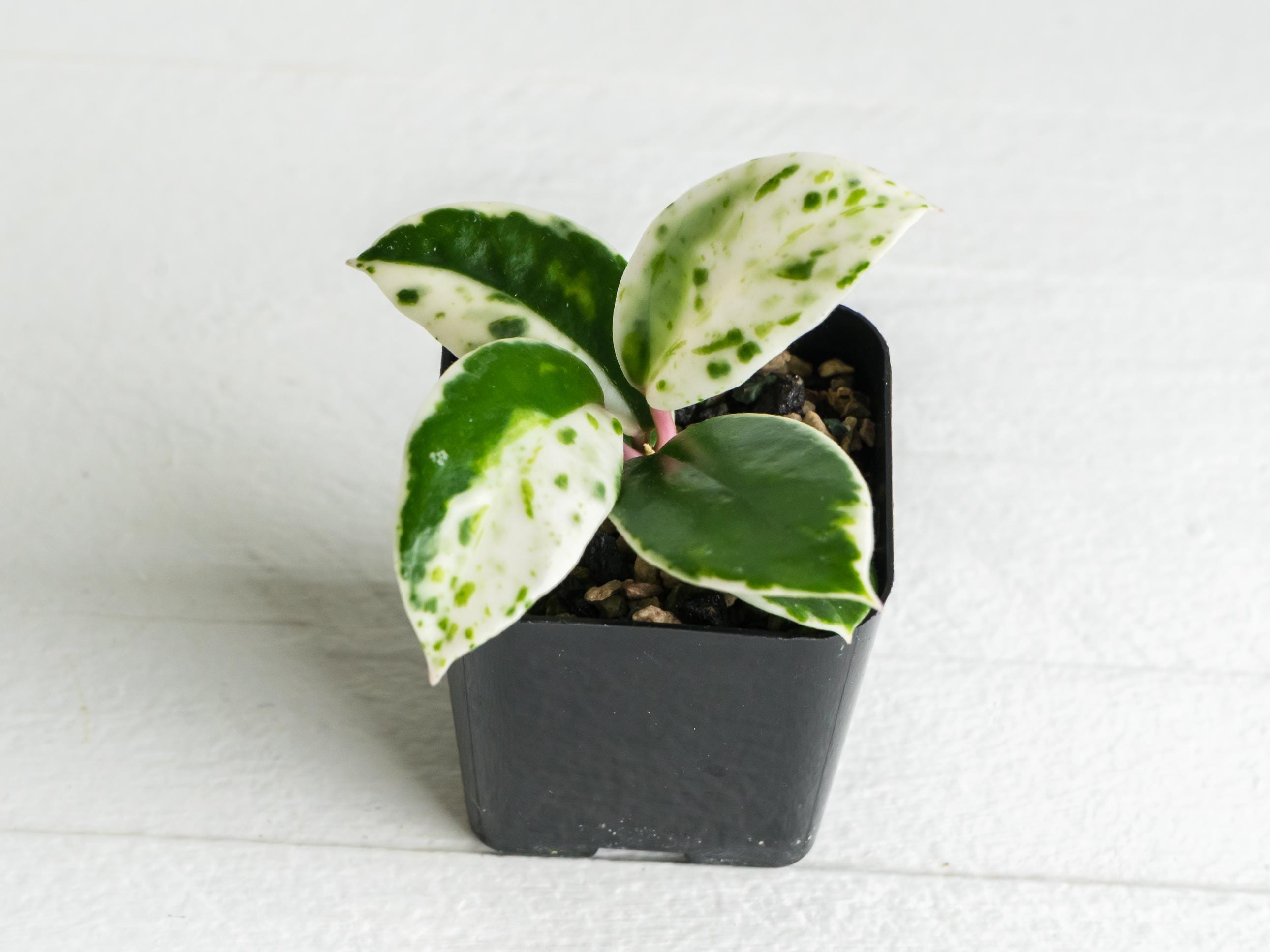 Hoya carnosa 'Madara Snow Angel' | 2-Inch – Hoya Treasures