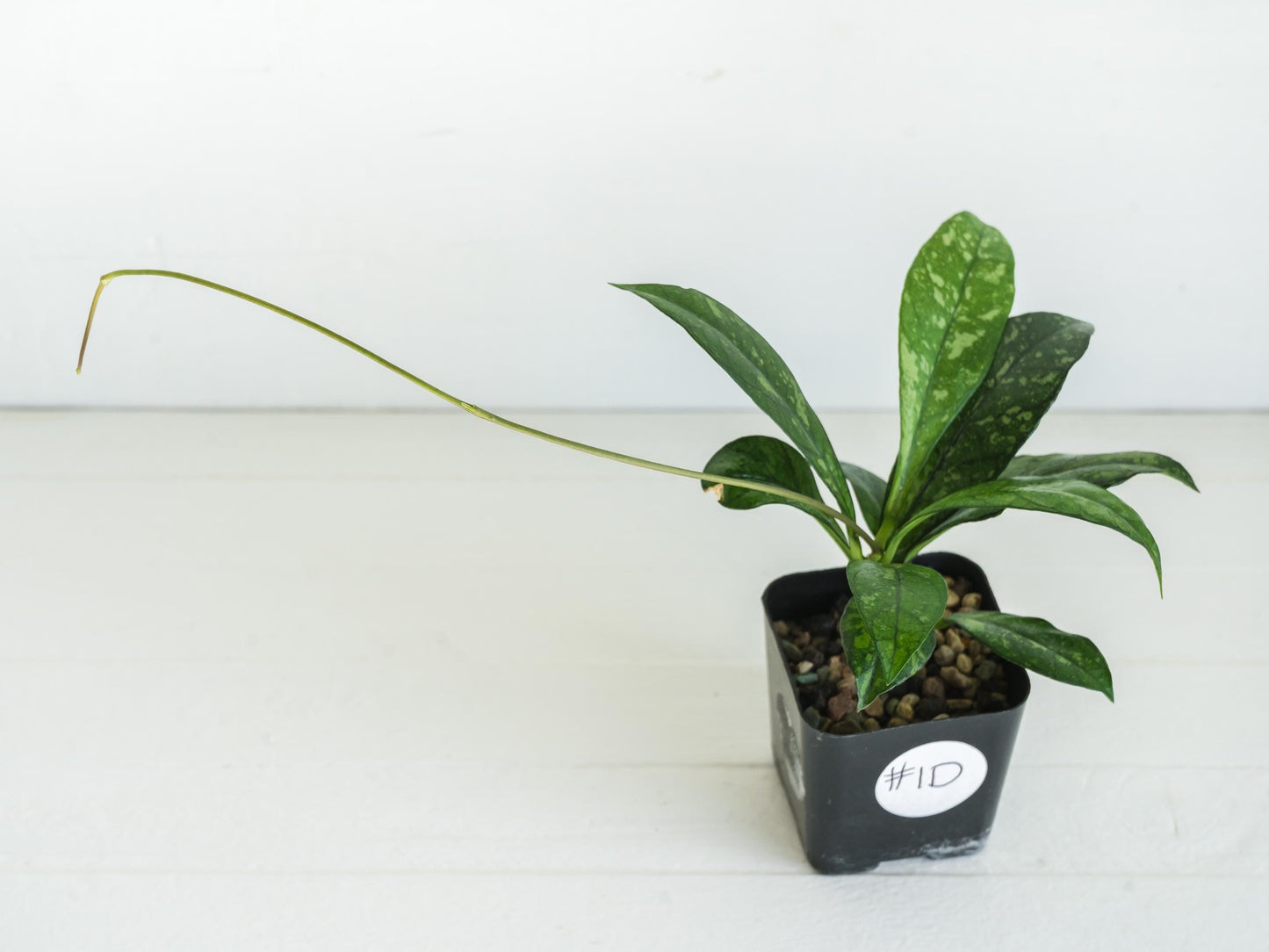 Hoya crassipetiolata (Splash) | 2-Inch