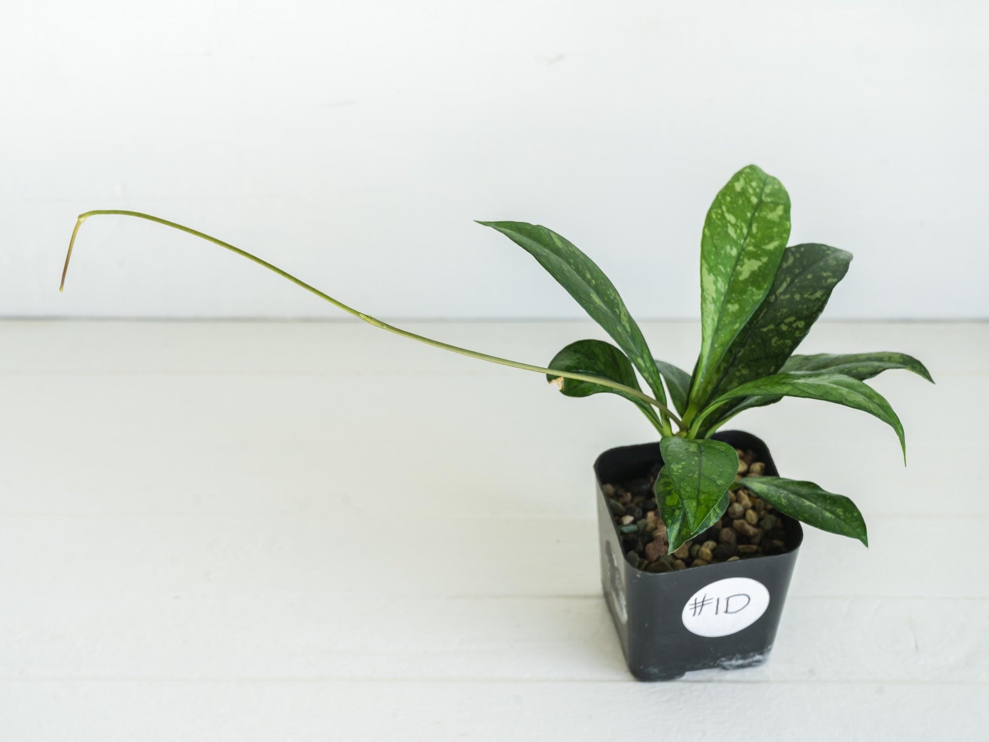 Hoya crassipetiolata (Splash) | 2-Inch