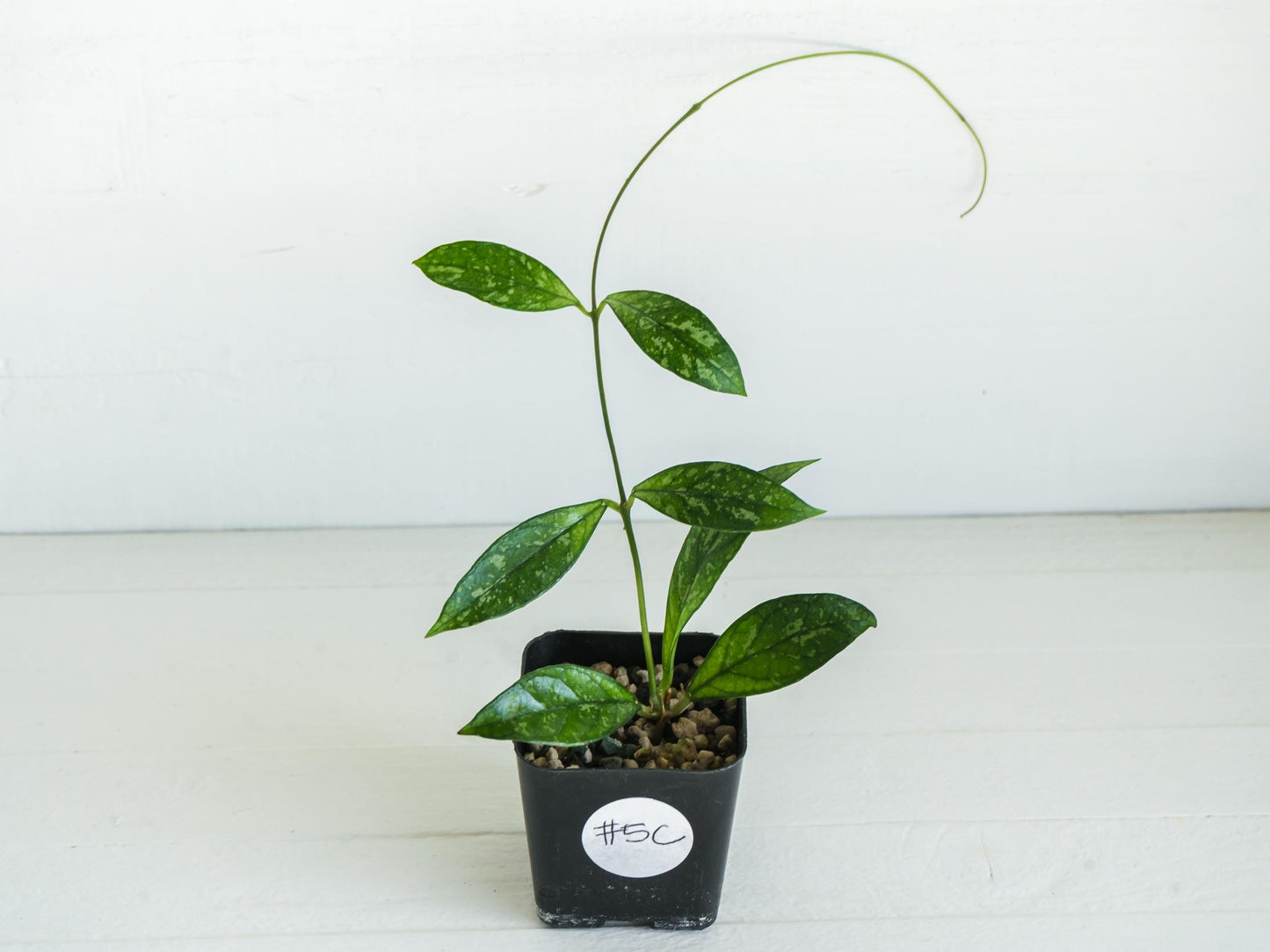 Hoya crassipetiolata (Splash) | 2-Inch