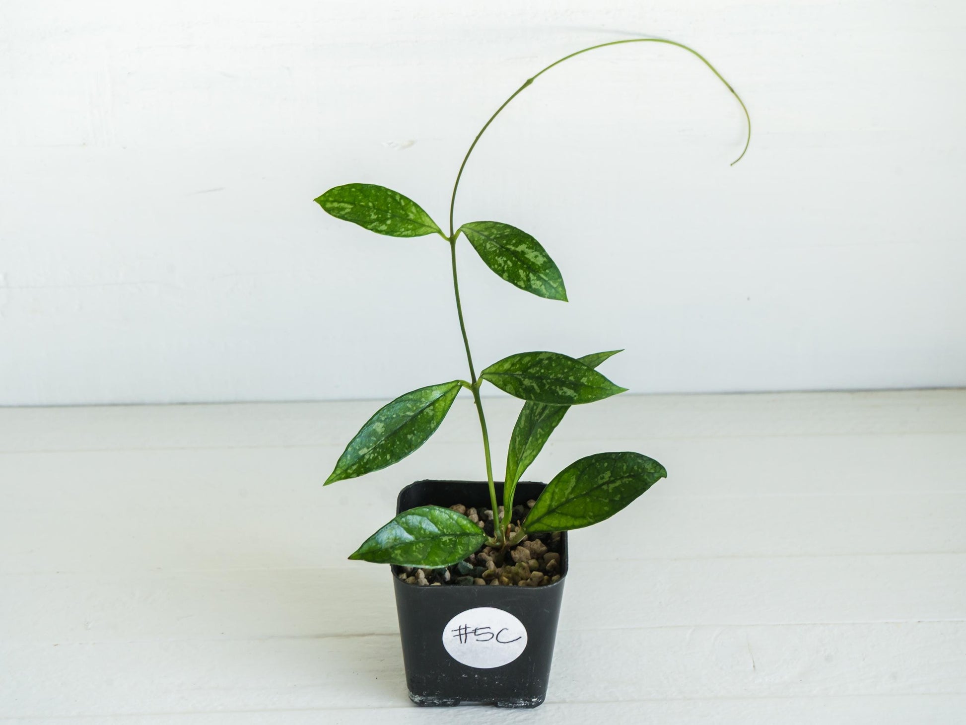 Hoya crassipetiolata (Splash) | 2-Inch