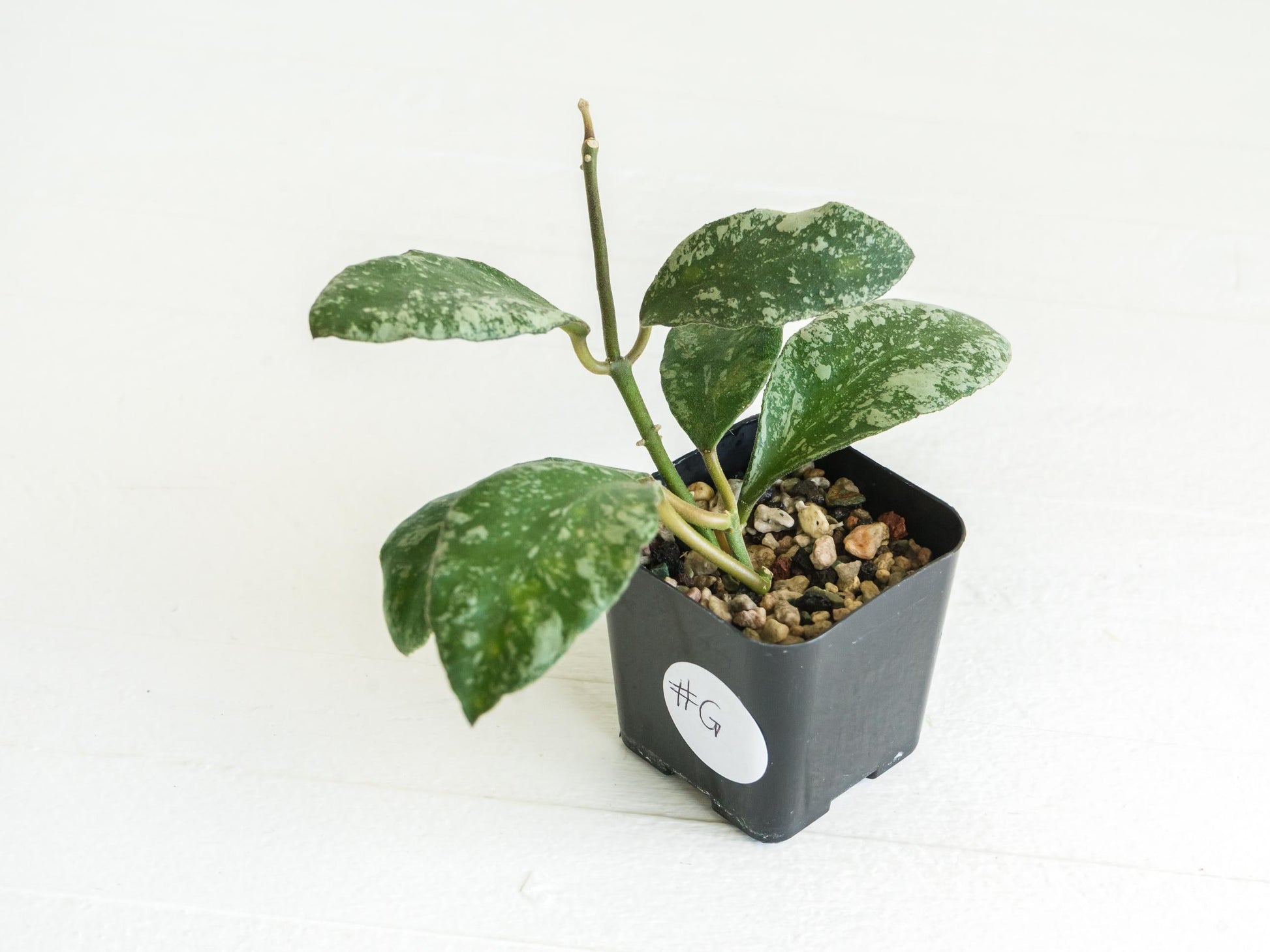Hoya waymaniae 'Cloudy Sky' | 2-Inch