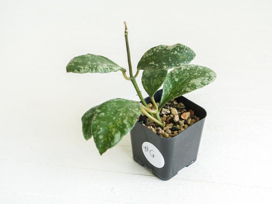 Hoya waymaniae 'Cloudy Sky' | 2-Inch