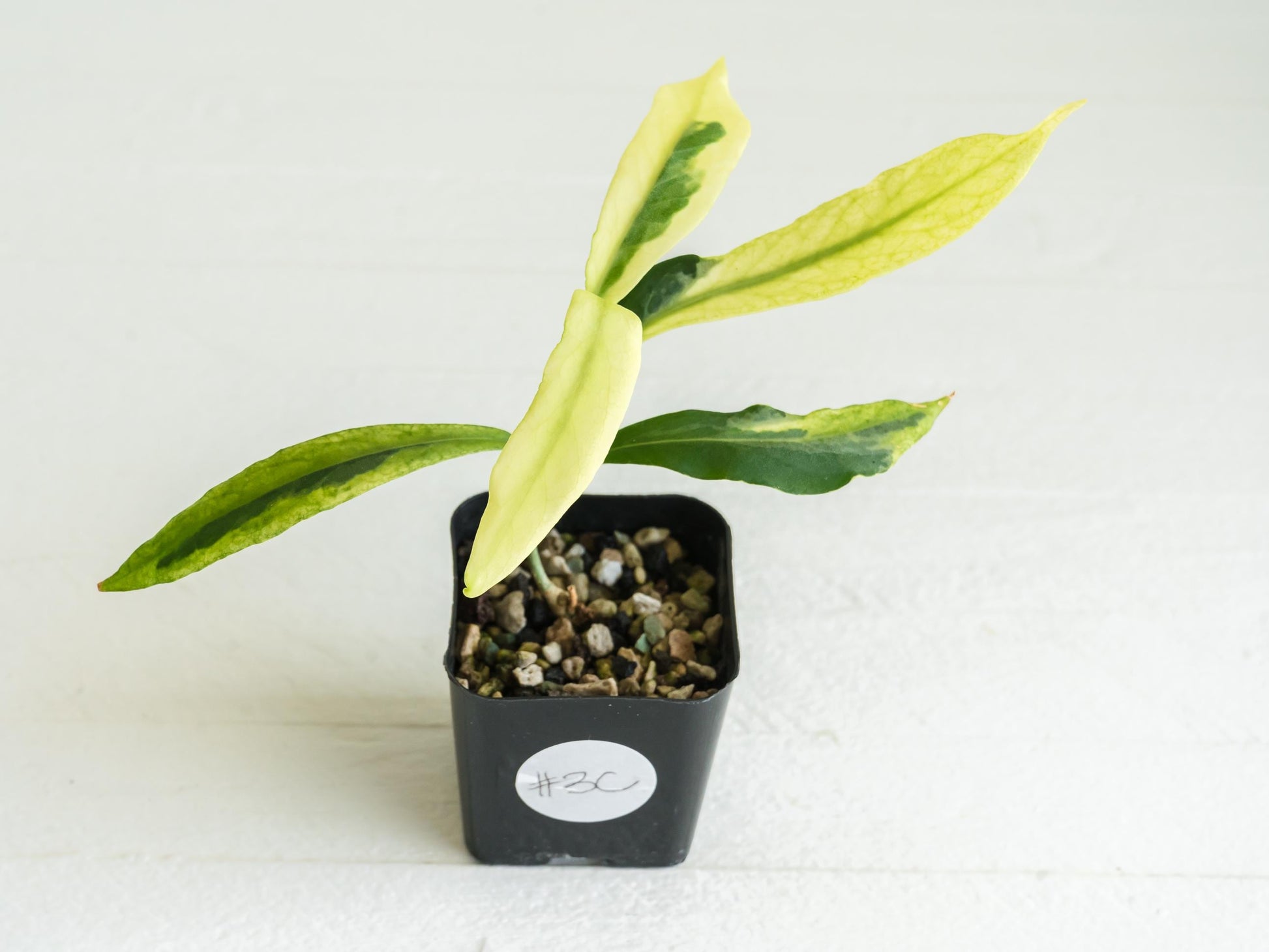Hoya pimenteliana (Albo / Outer Variegated) | 2-Inch