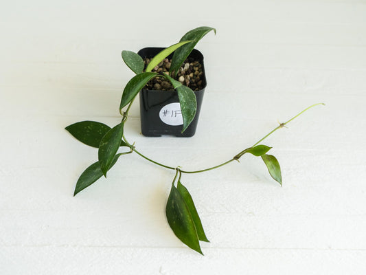 Hoya ‘Rosita’ (Splash) | 2-Inch