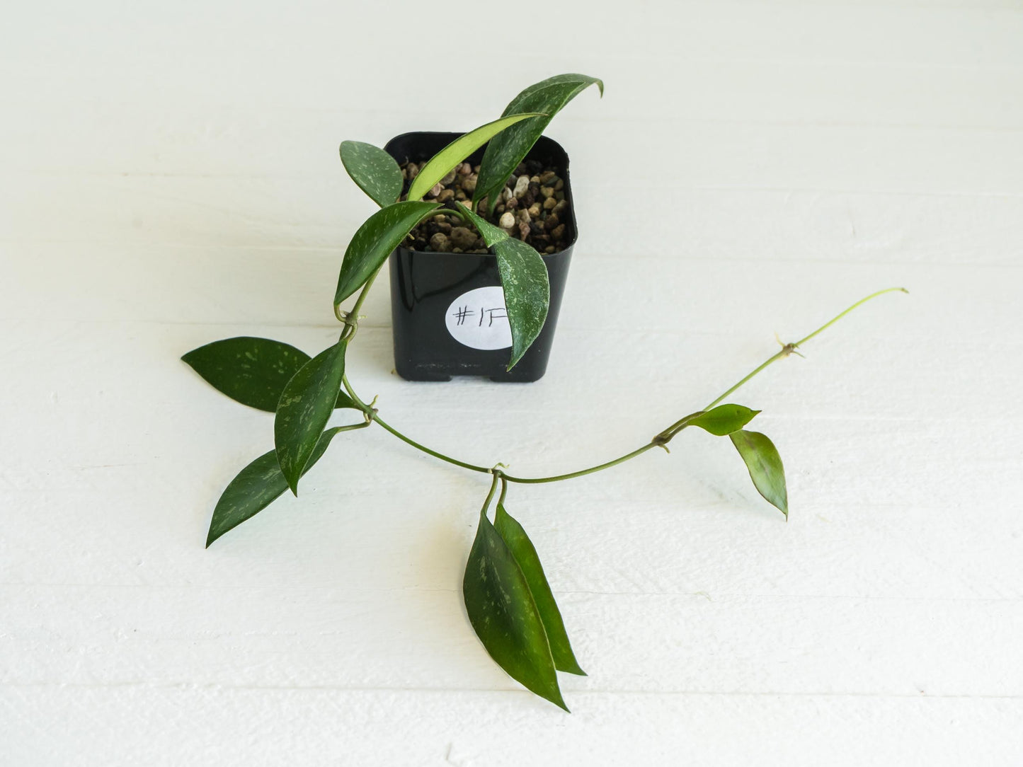 Hoya ‘Rosita’ (Splash) | 2-Inch